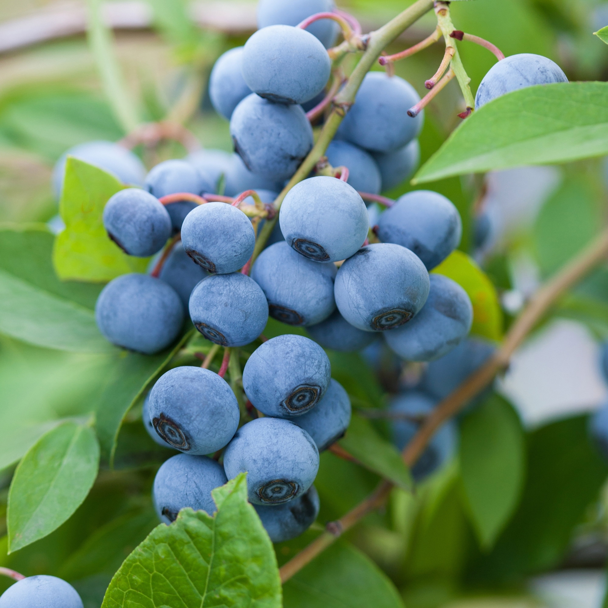 Enlarge Product Preview 3