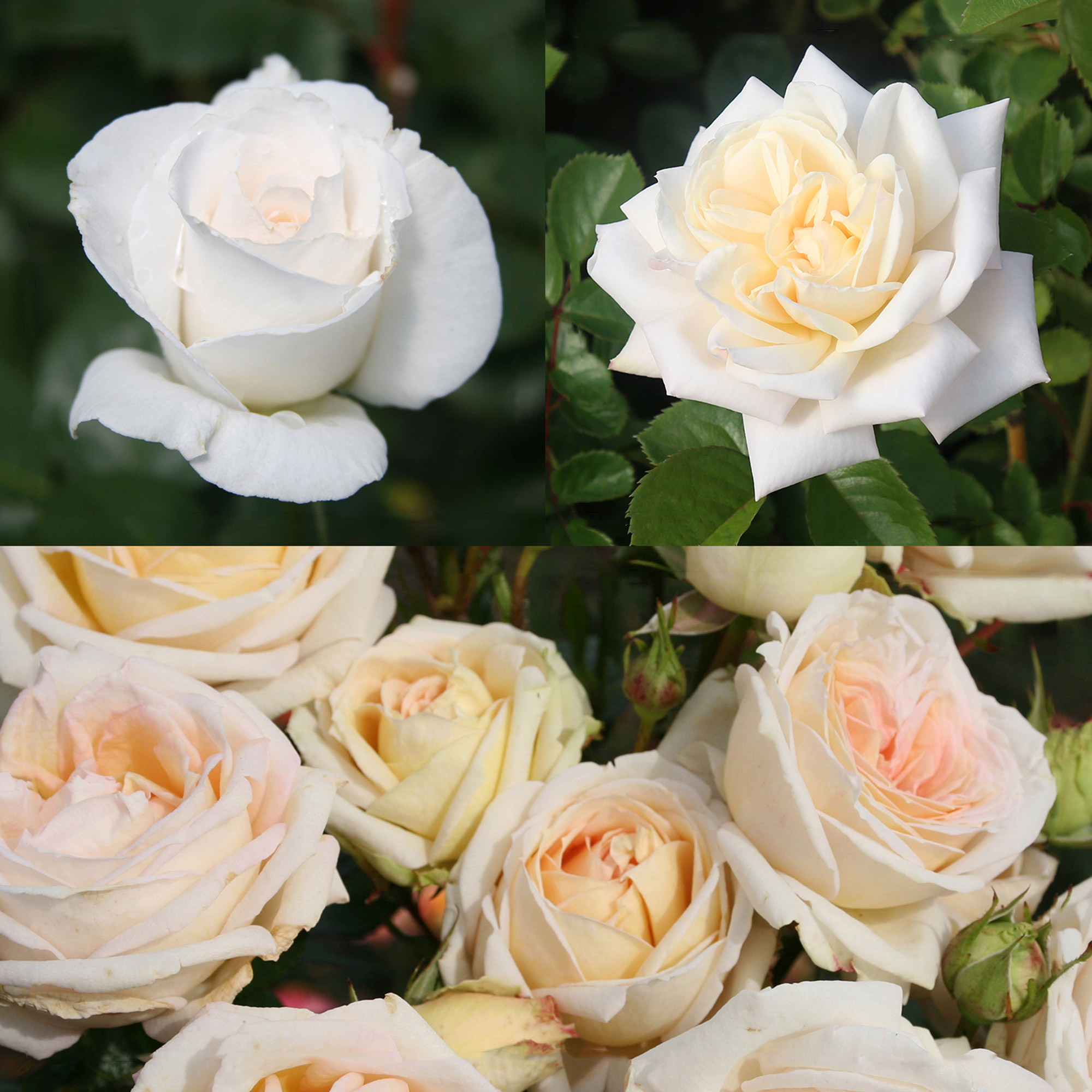 Top Fragrant Roses by Heirloom, 3-pack | Costco