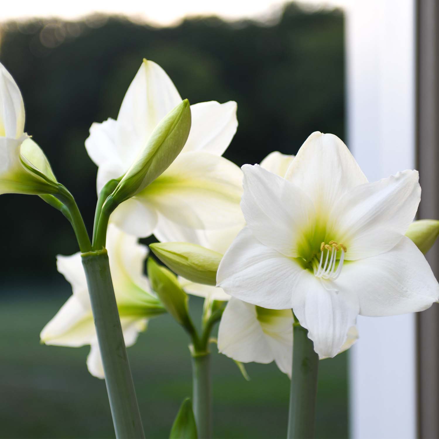 Enlarge Product Preview 6