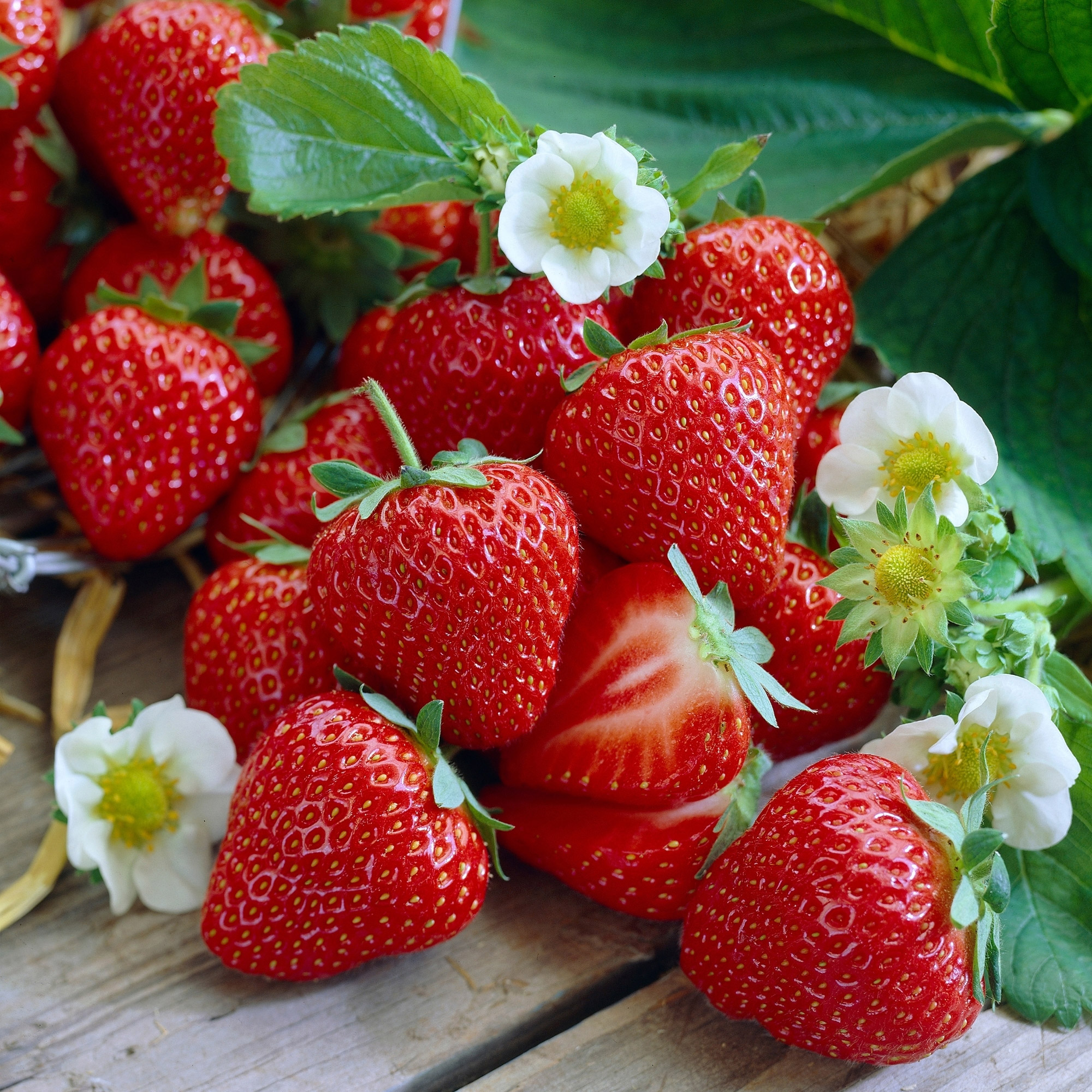 Enlarge Product Preview 3