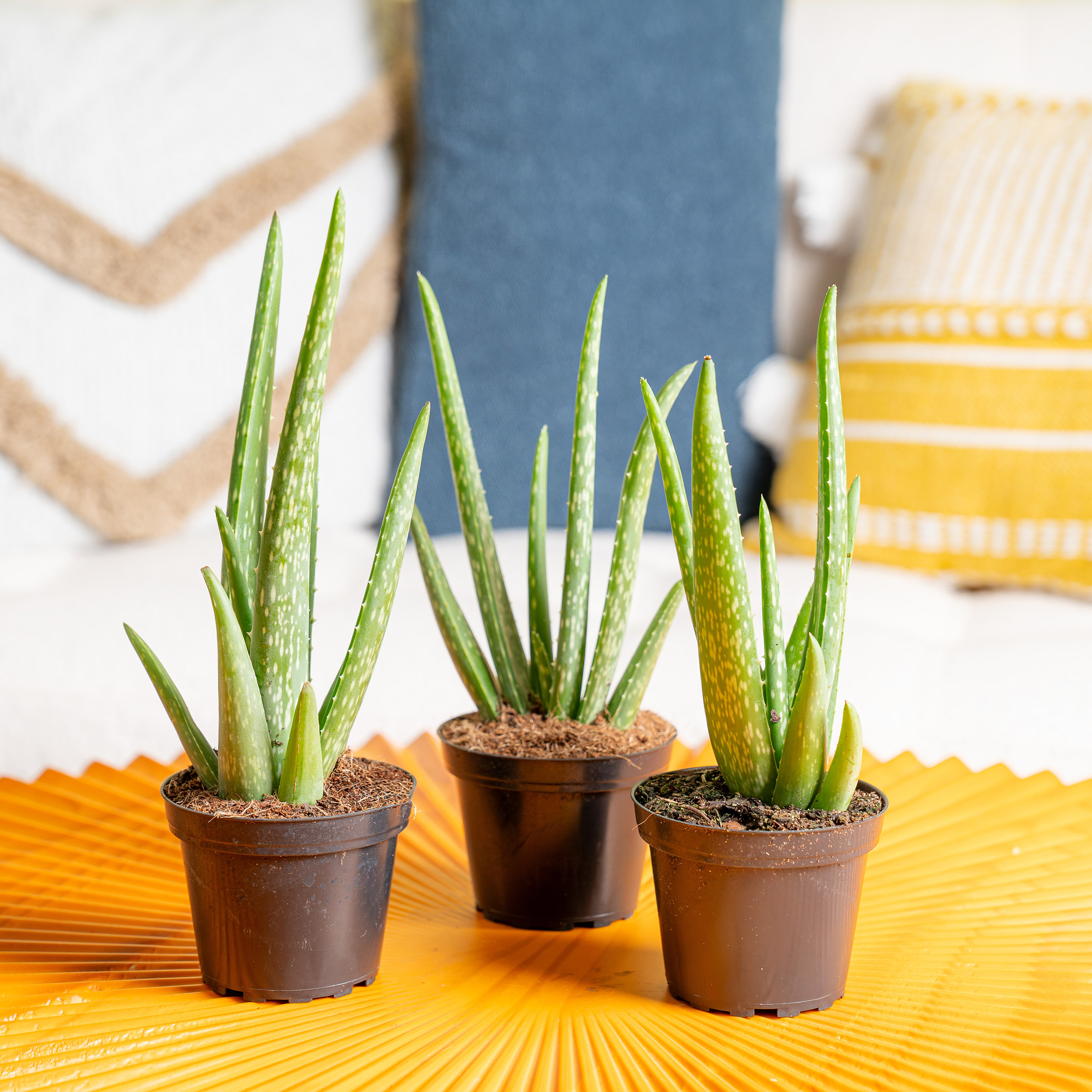 Costa Farms Aloe Vera Houseplant in Nursery Pot, 3-pack | Costco