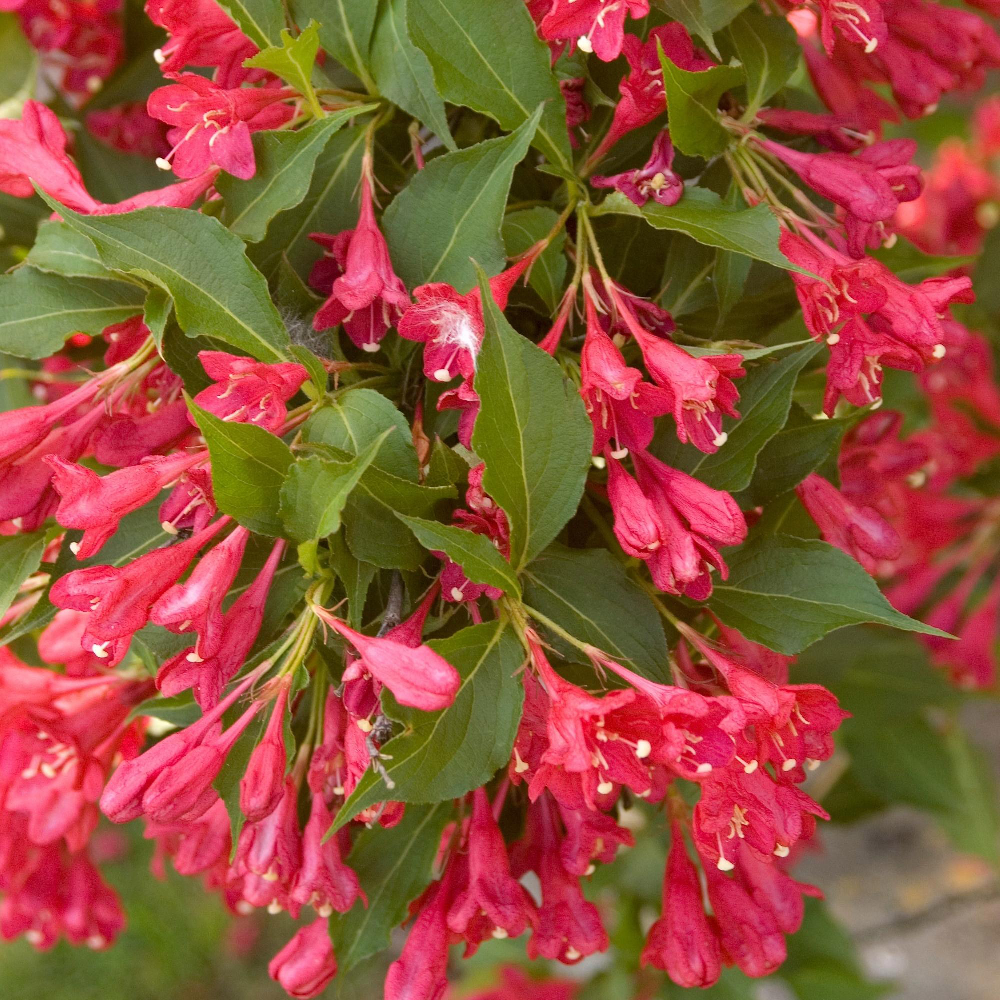 Enlarge Product Preview 10