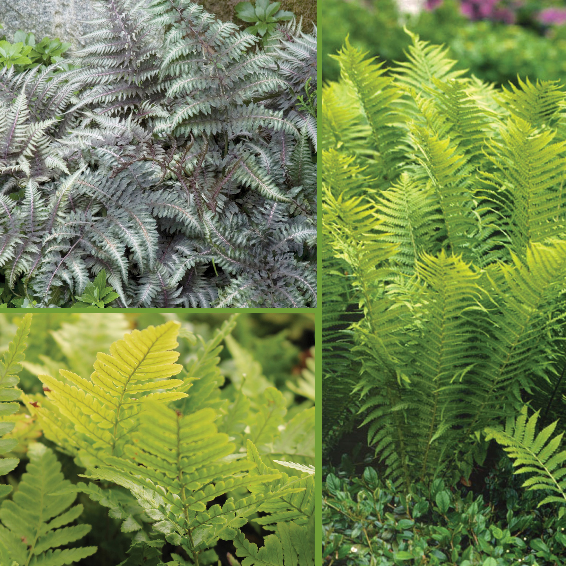 Horticana: Fabulous Shade Loving Ferns