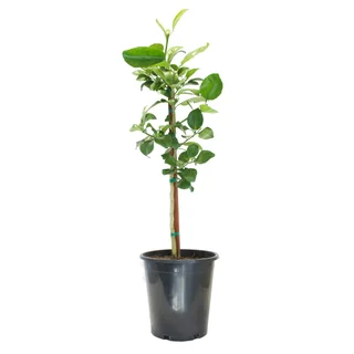 Oro Blanco Grapefruit Standard Tree