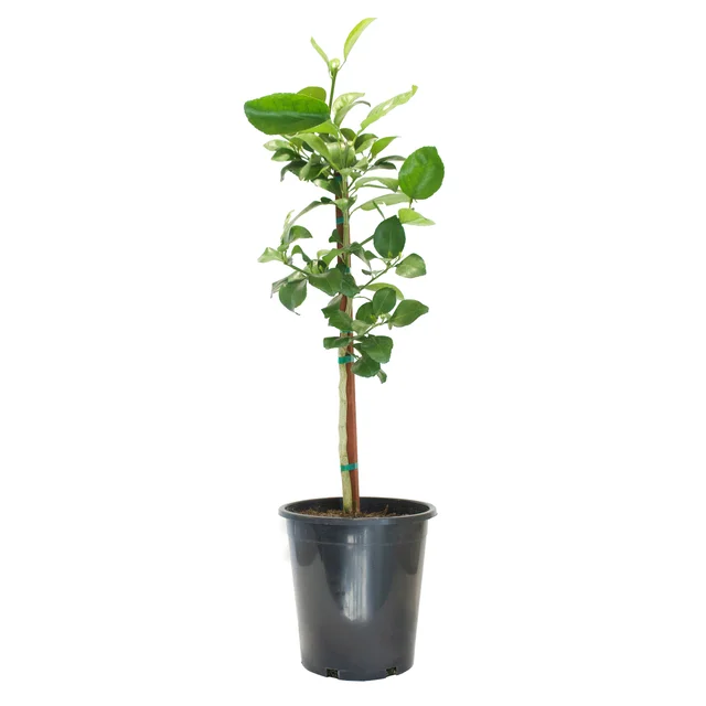Oro Blanco Grapefruit Standard Tree