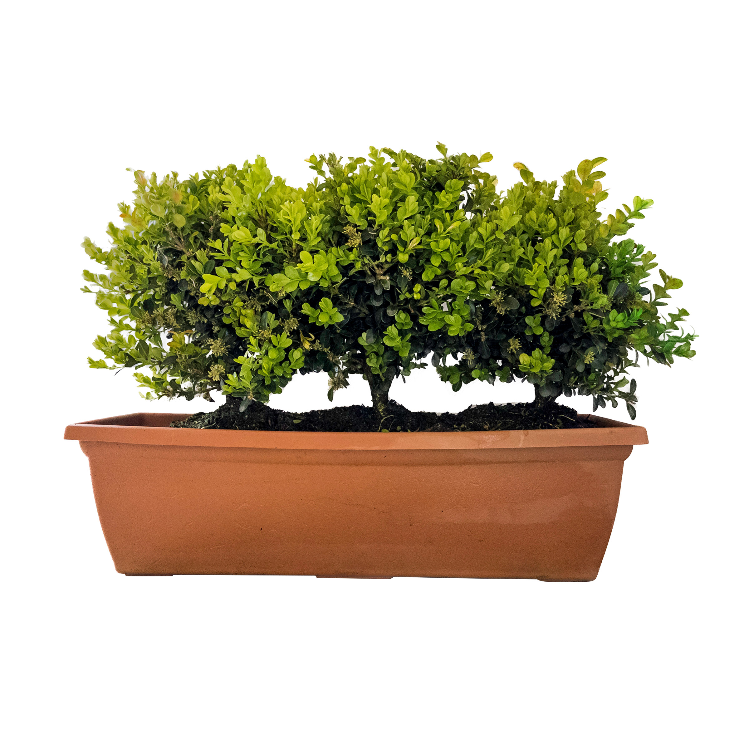 Alder & Oak Boxwood Patio Planter | Costco