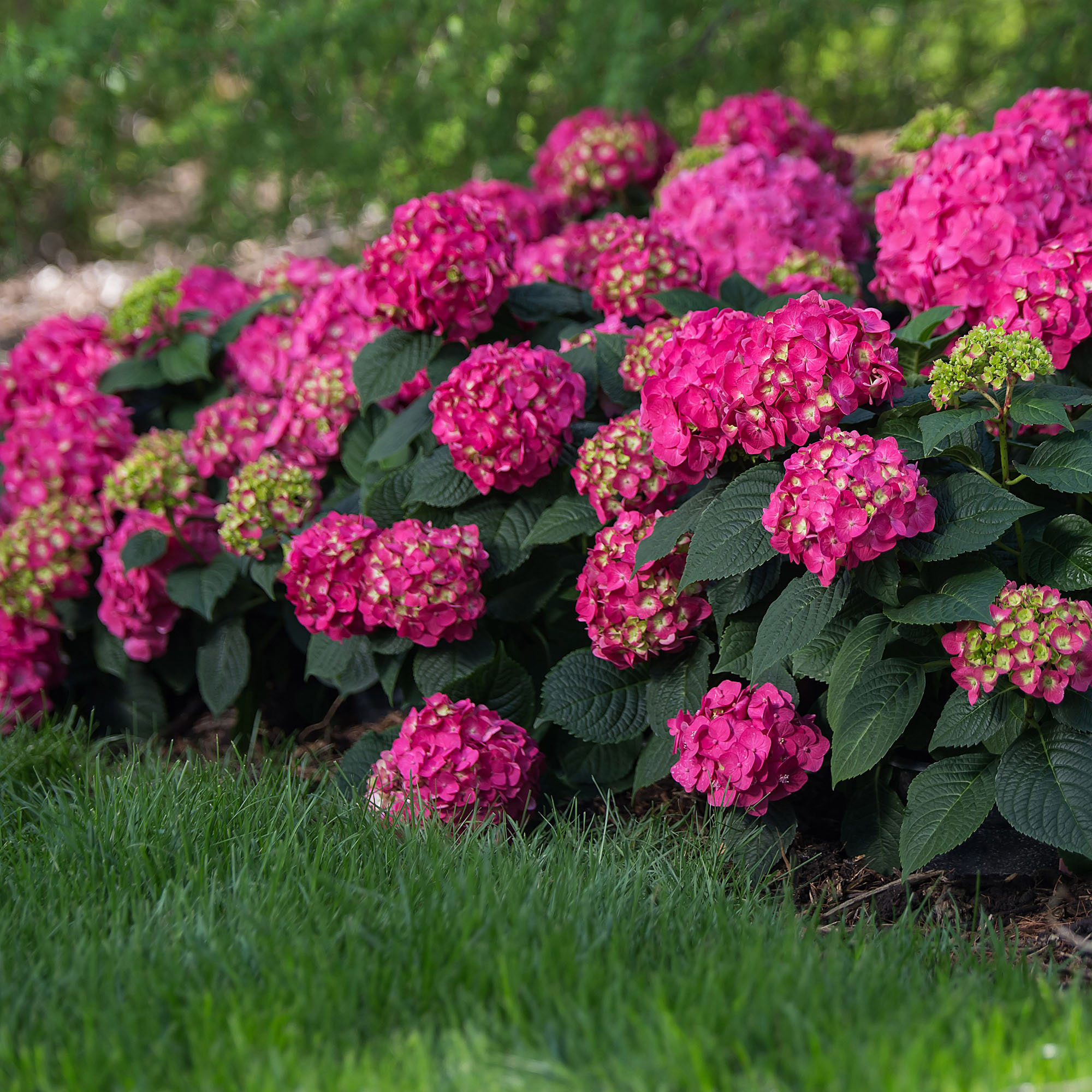 Hydrangea4936　0705 Landscape Basics 5g. Magical Crimson Garden Hydrangea | The Home
