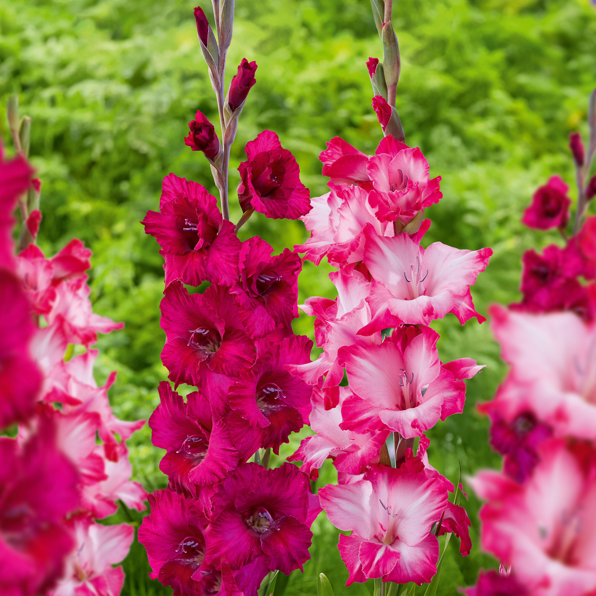 Enlarge Product Preview 5