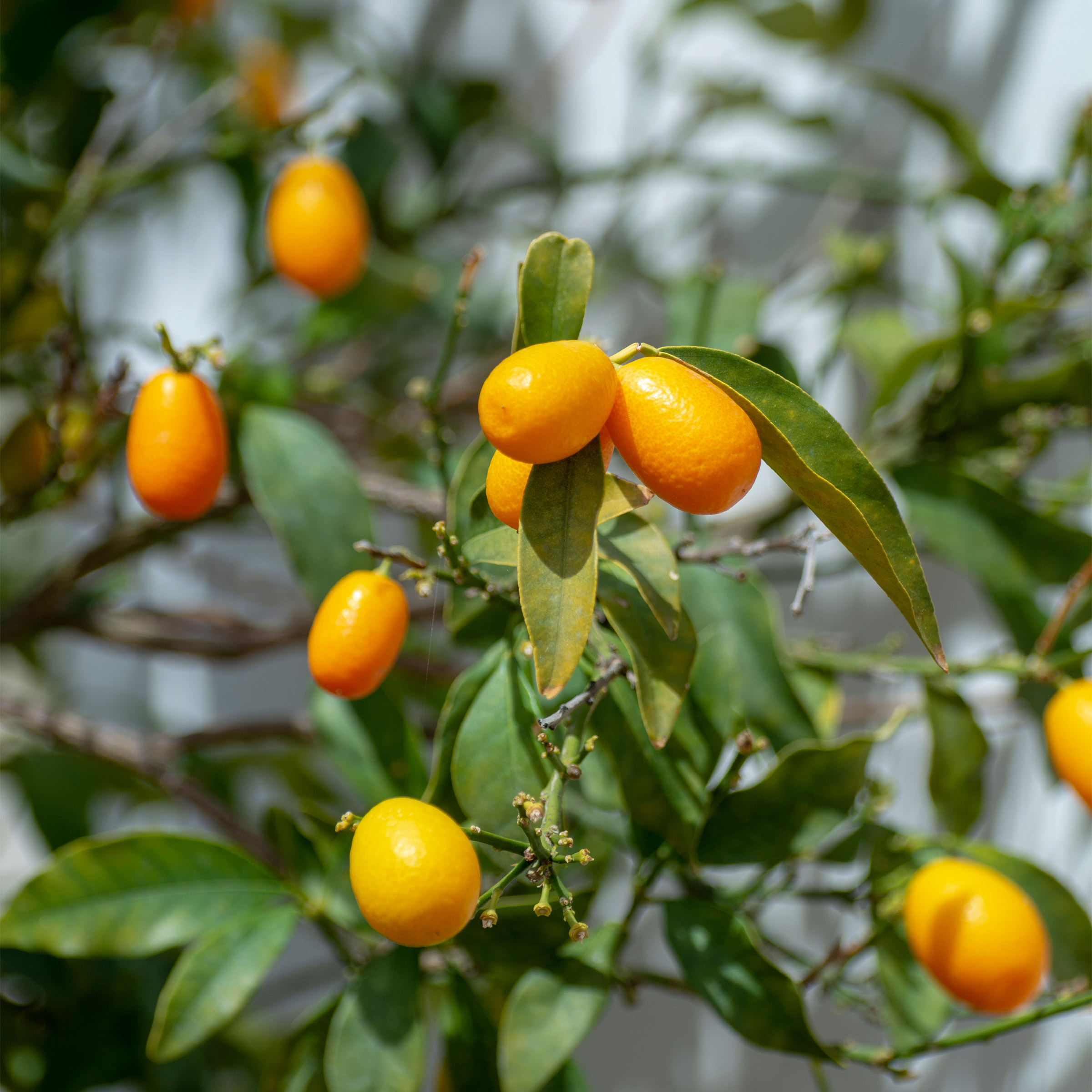 Enlarge Product Preview 2