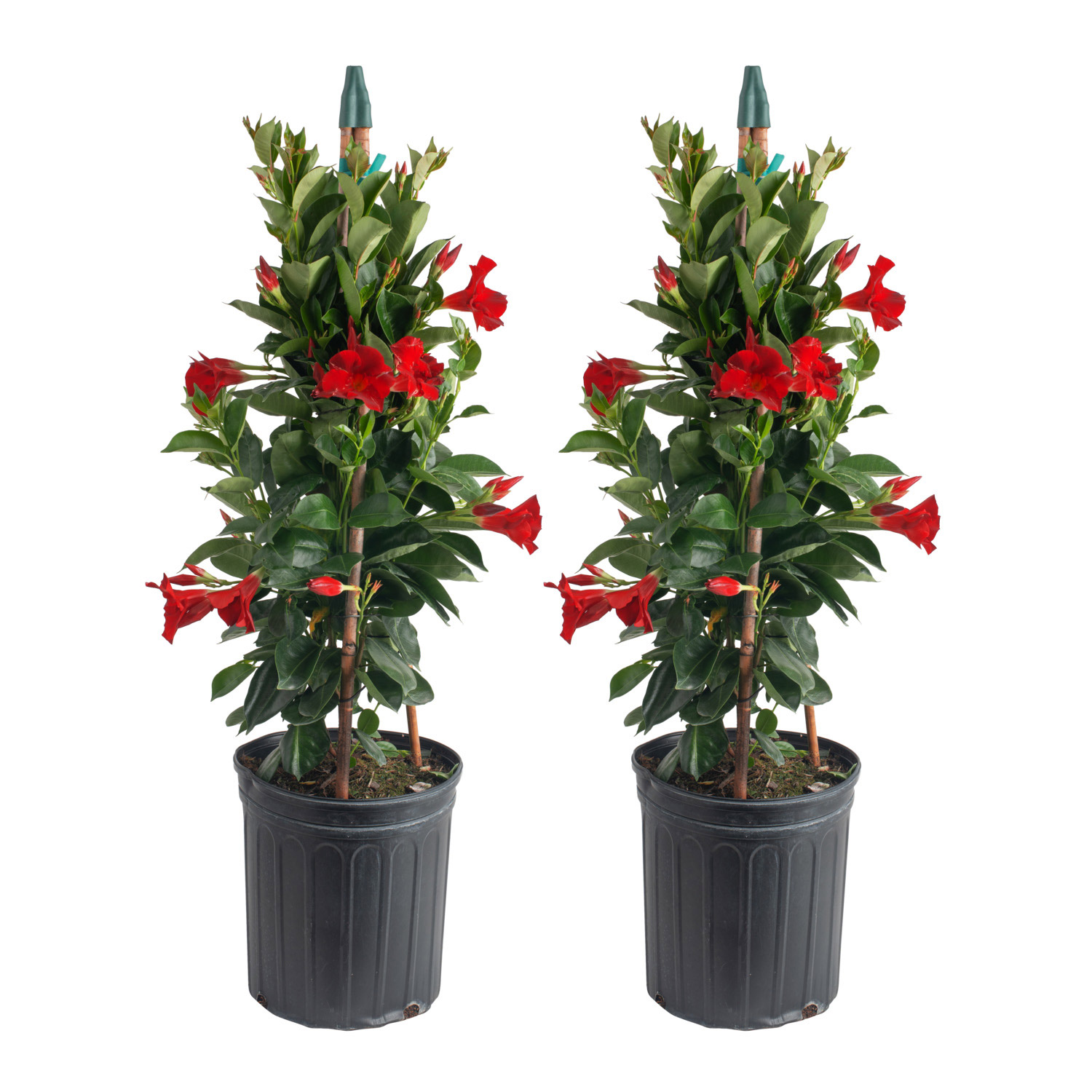 Enlarge Product Preview 2 Successfully Enriched by automation Job.