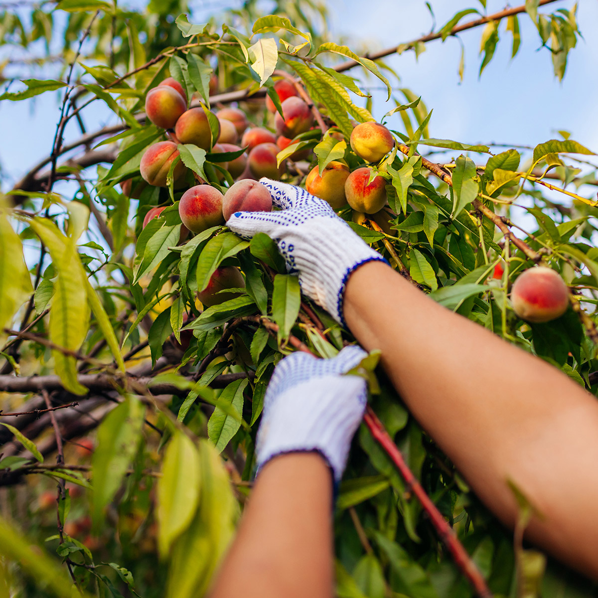 Enlarge Product Preview 8