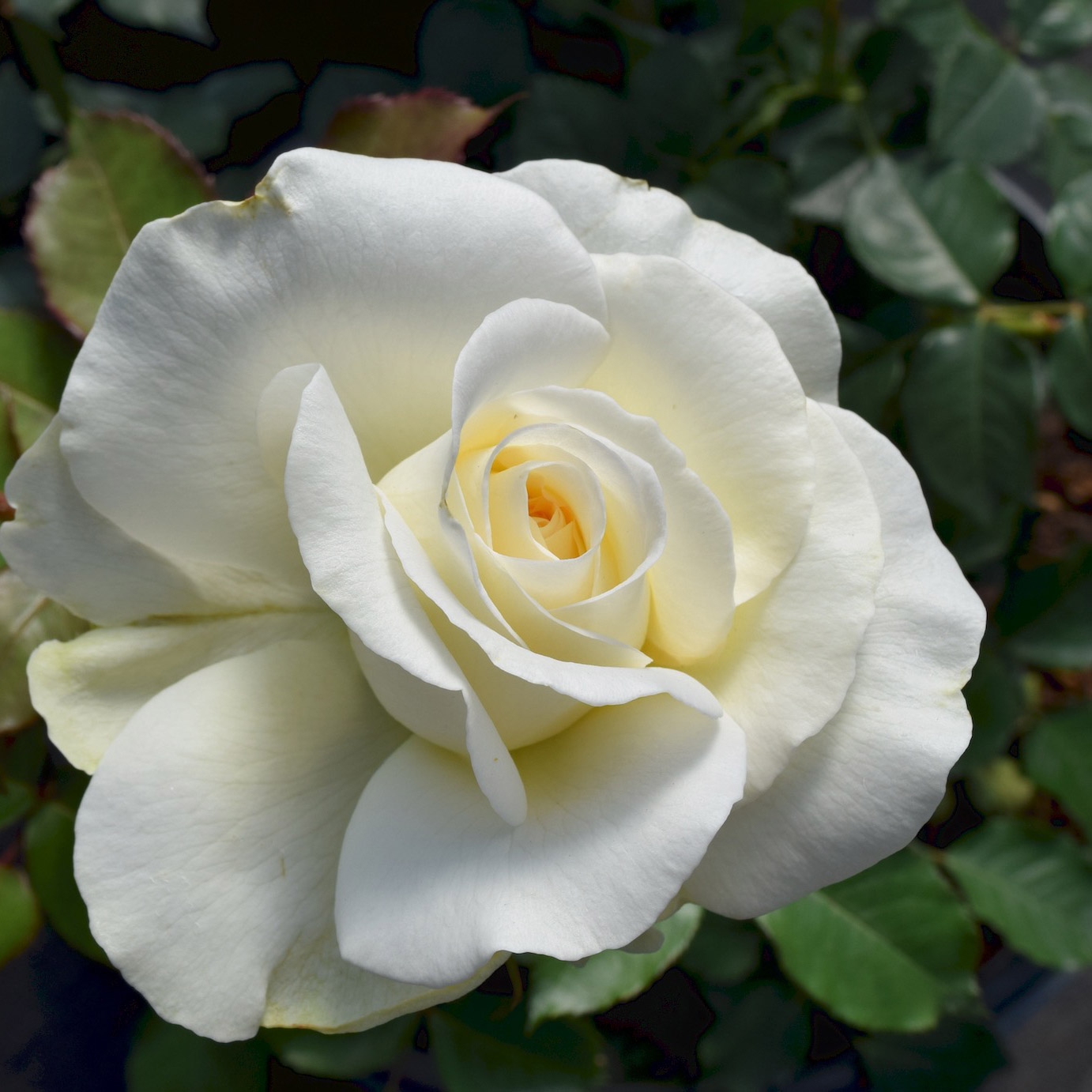 Shirley's Bouquet Dormant Bareroot Rose Bush 2-pack