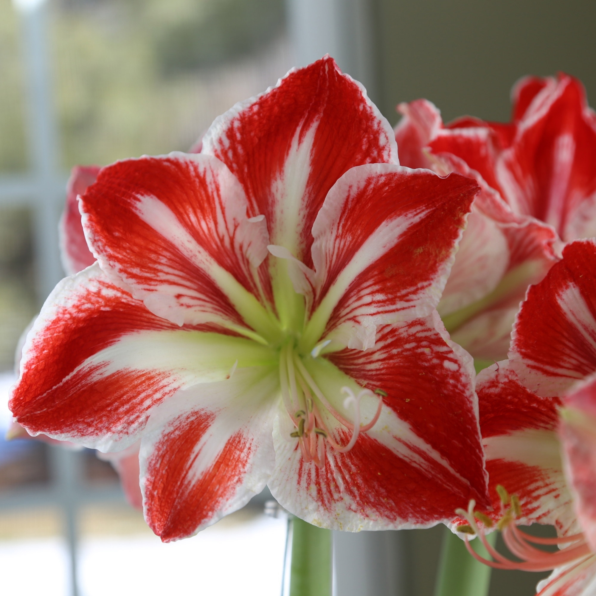 Amaryllis Minerva - Thumbnail 2
