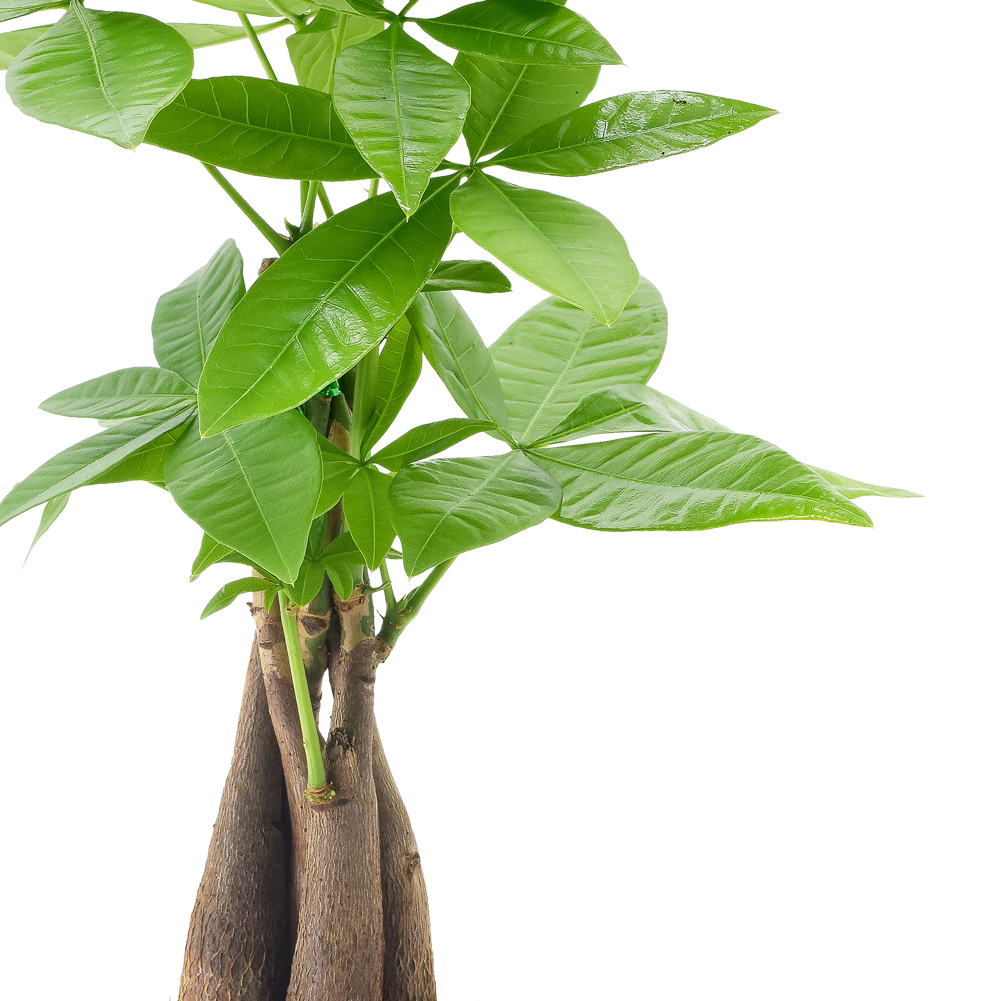 Enlarge Product Preview 3