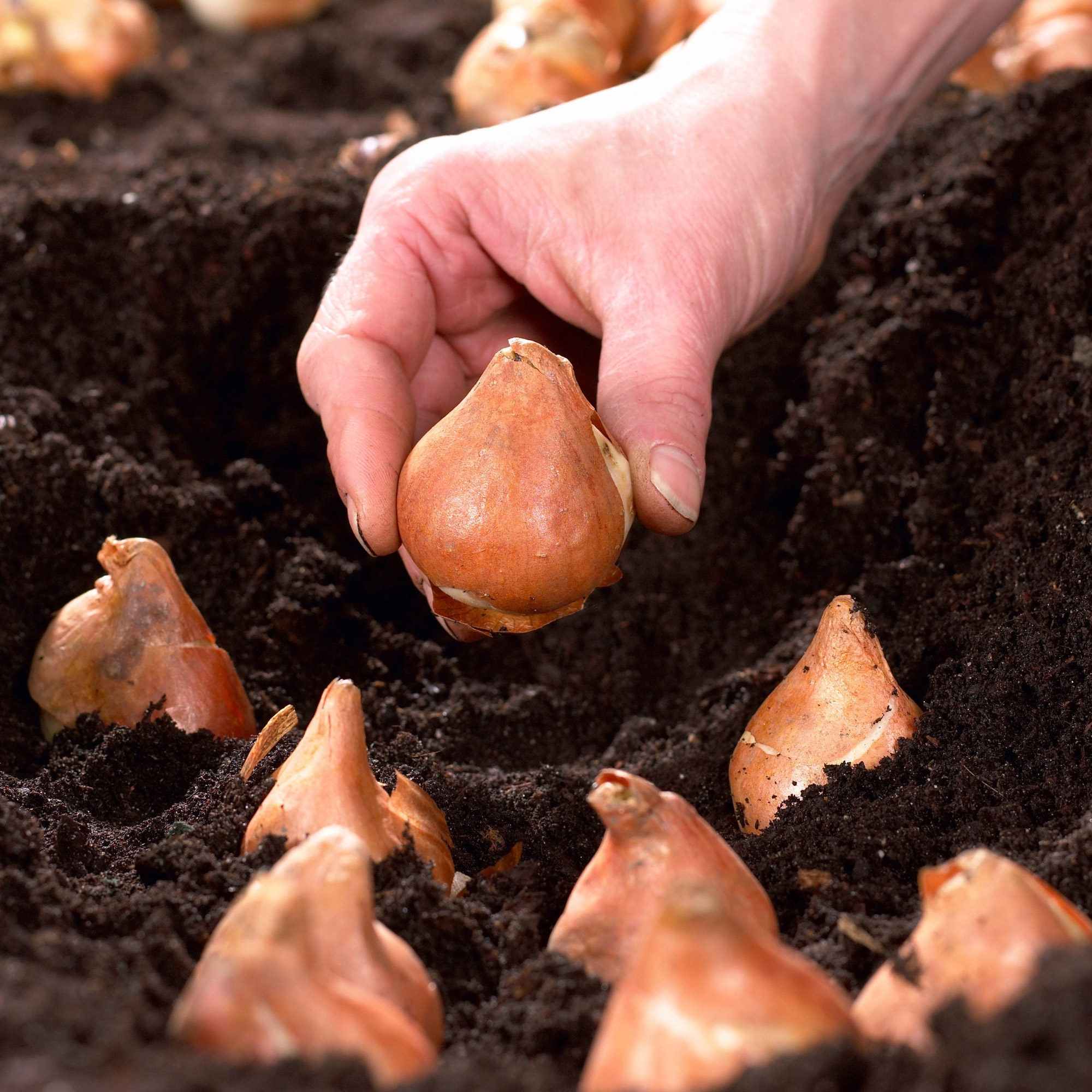 Enlarge Product Preview 3