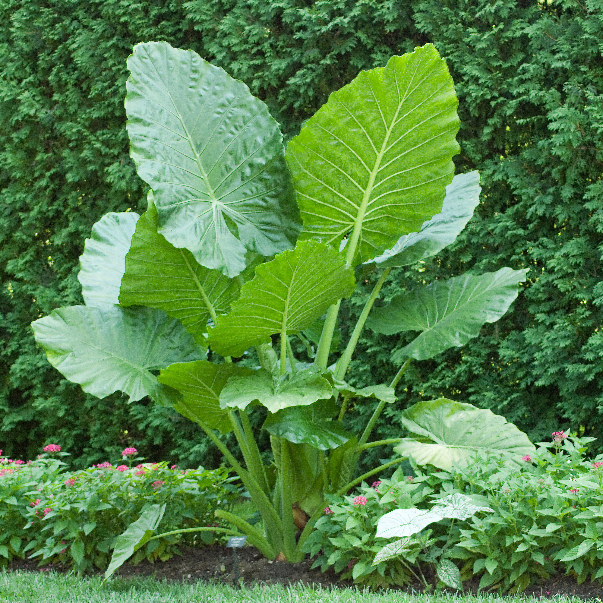 Longfield Gardens Shade Loving Container Collection - Thumbnail 4