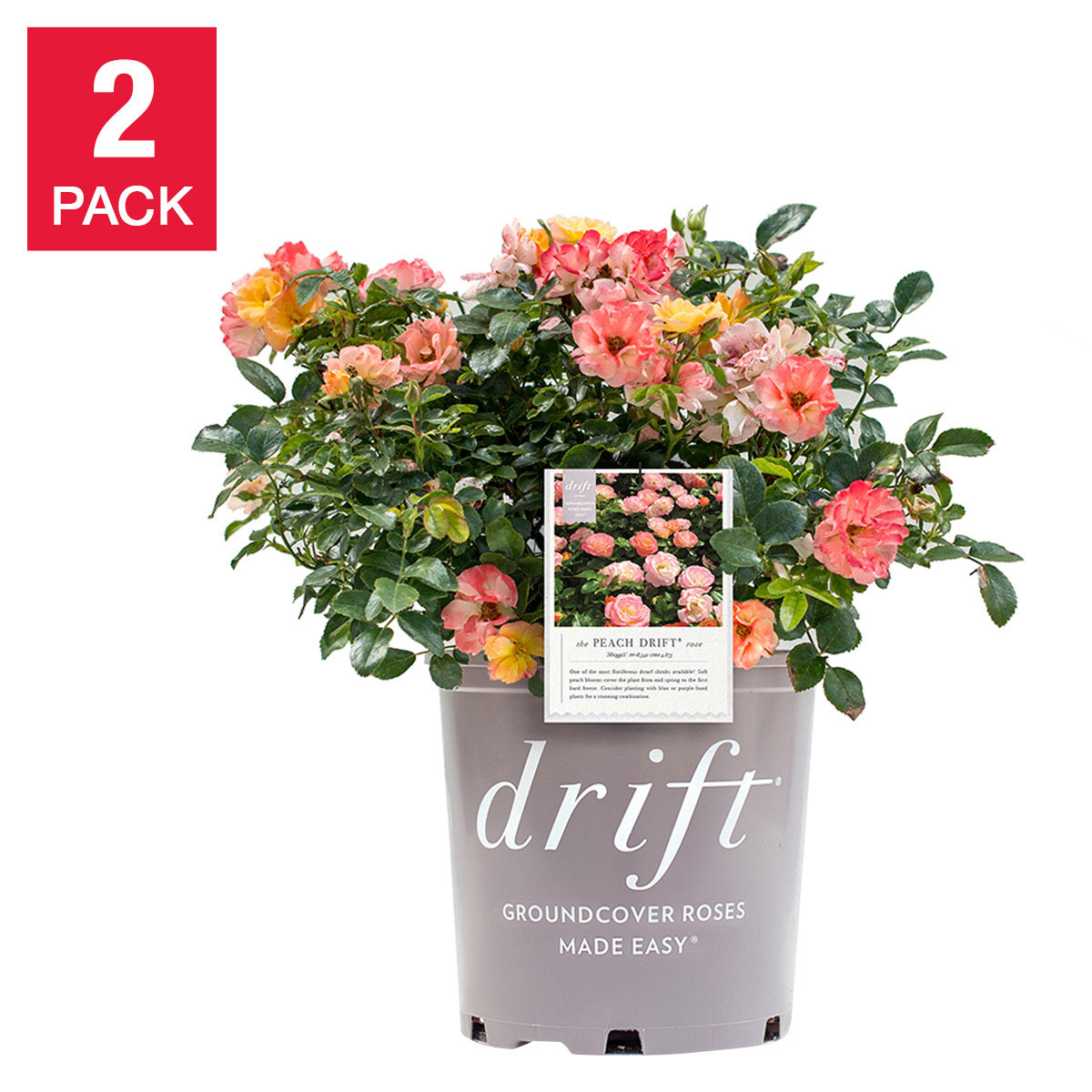 Drift Rose Bush 3 Gal.  2-pack