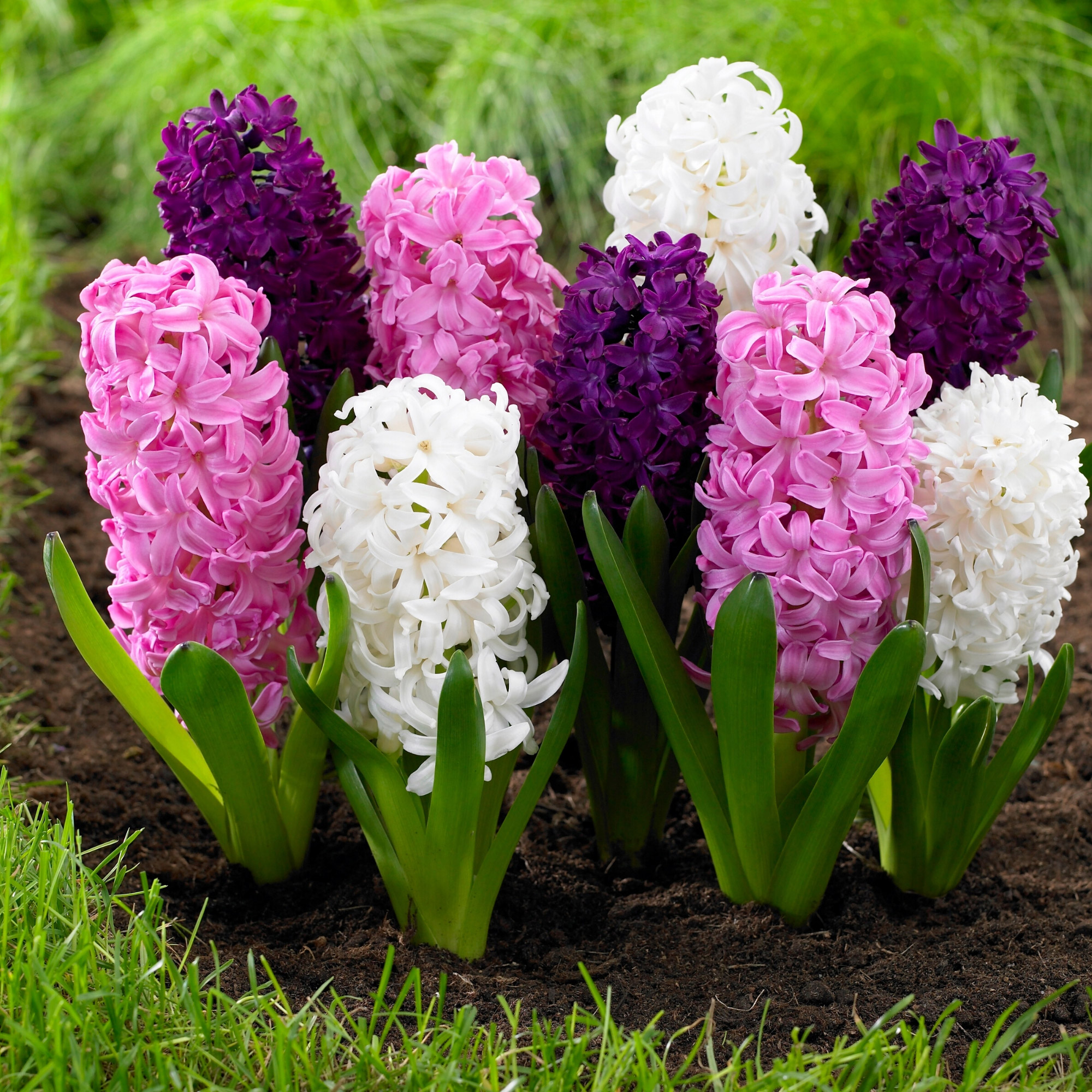 Enlarge Product Preview 4