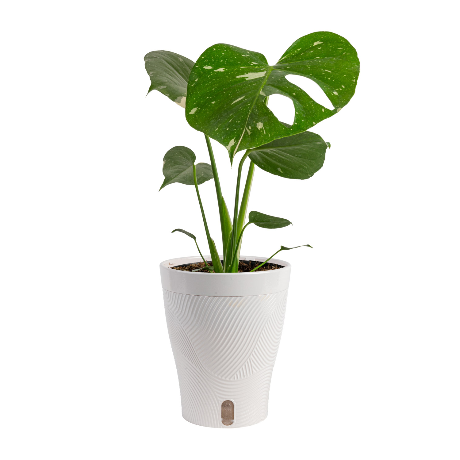 Costa Farms Monstera in Self-watering Pot | Costco