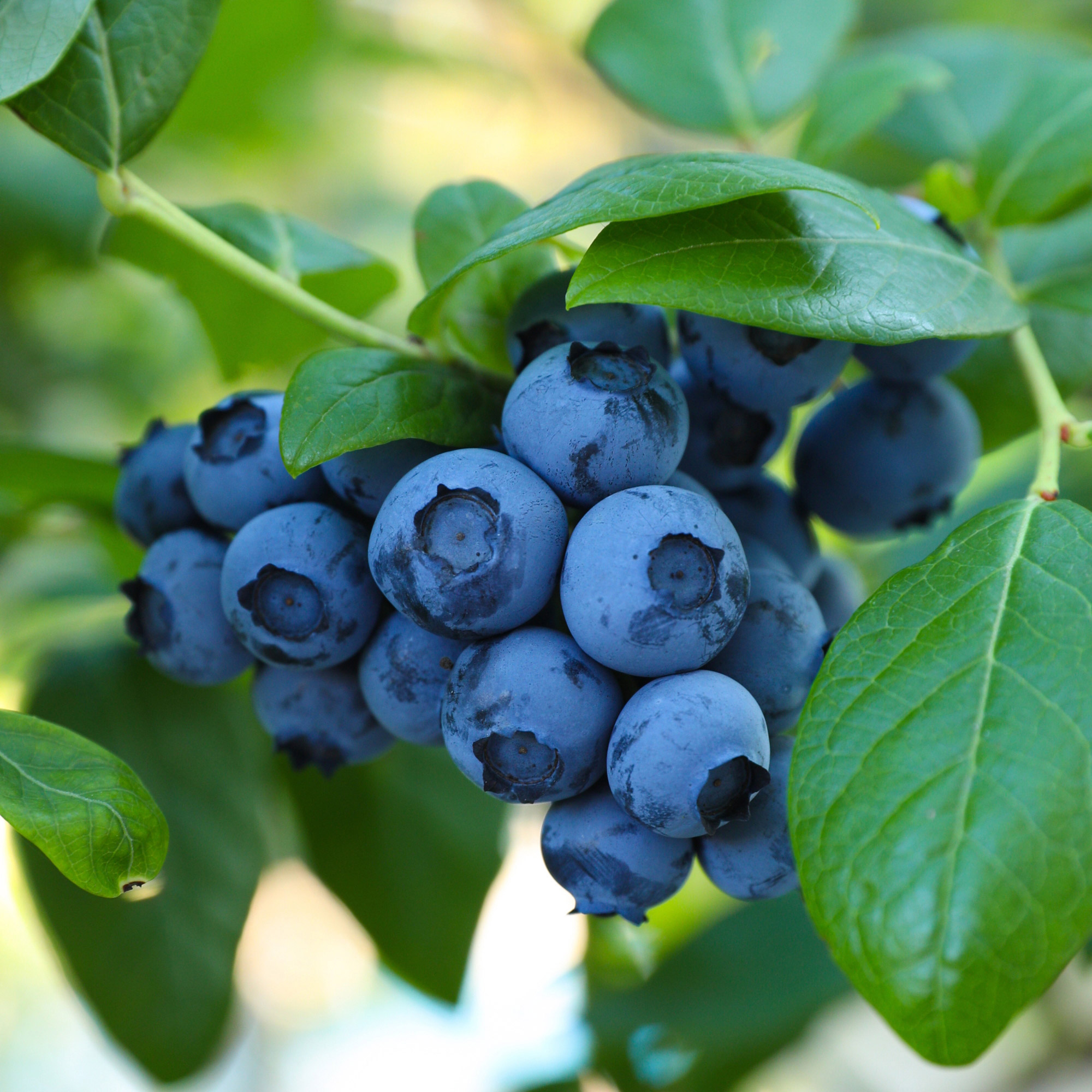 Enlarge Product Preview 5