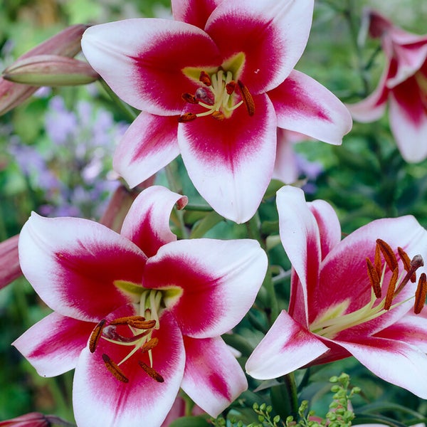 Van Zyverden Lily Bulbs | Costco Van Zyverden Lily Bulbs | Costco
