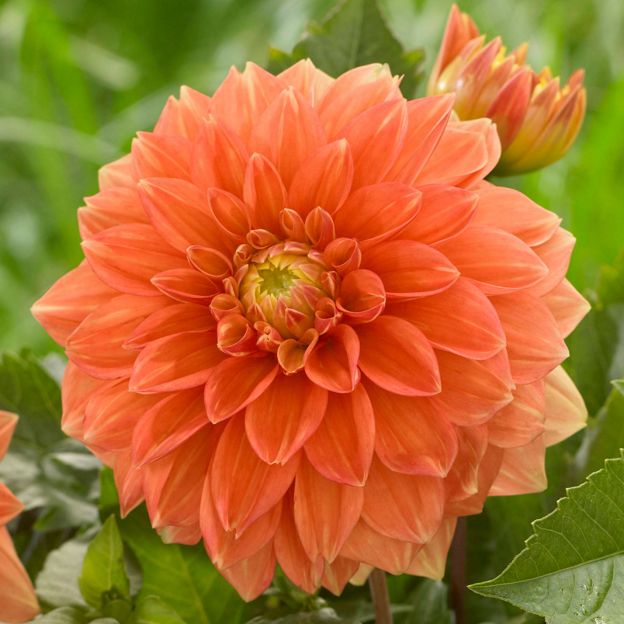 Enlarge Product Preview 5