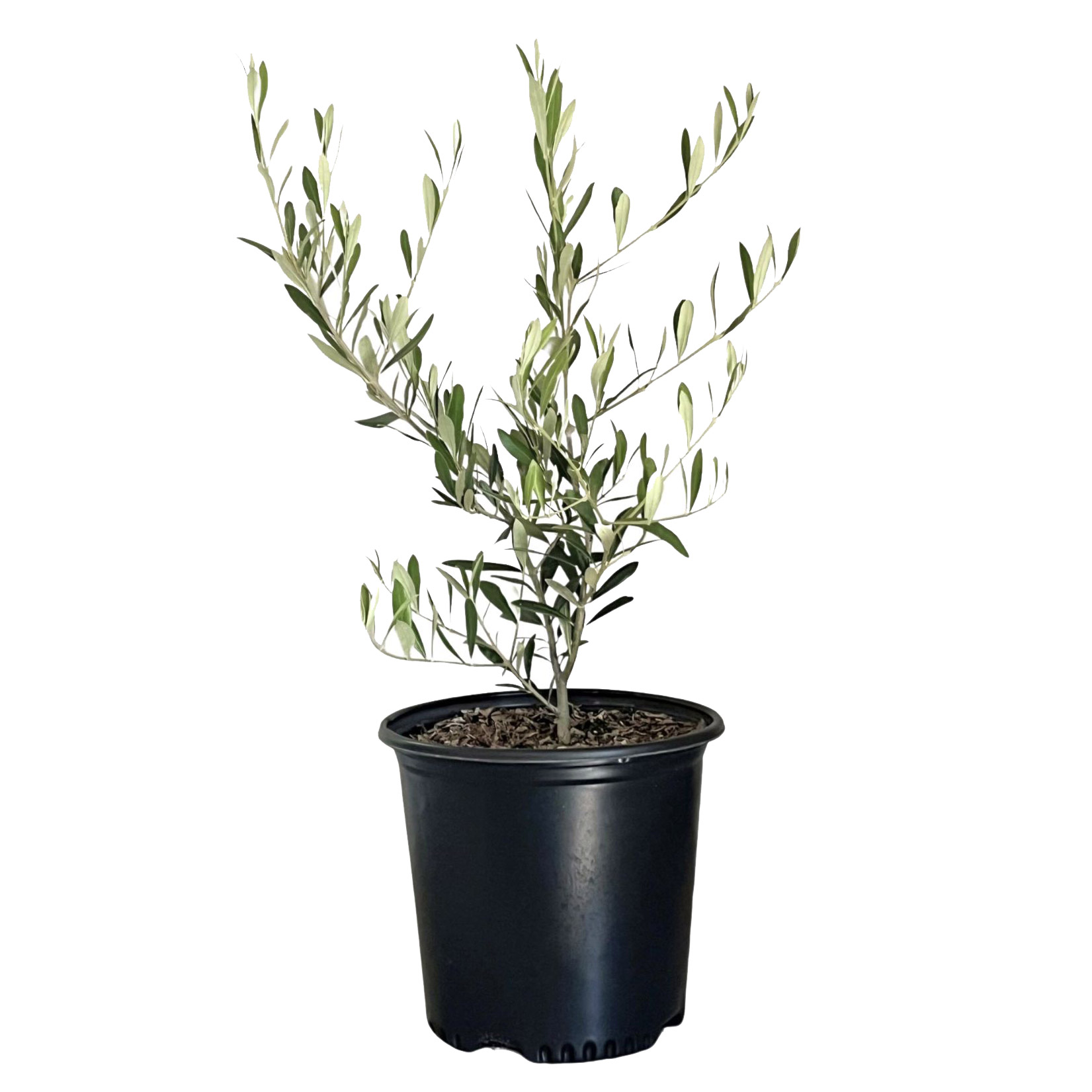 Alder & Oak Fruiting Olive Tree