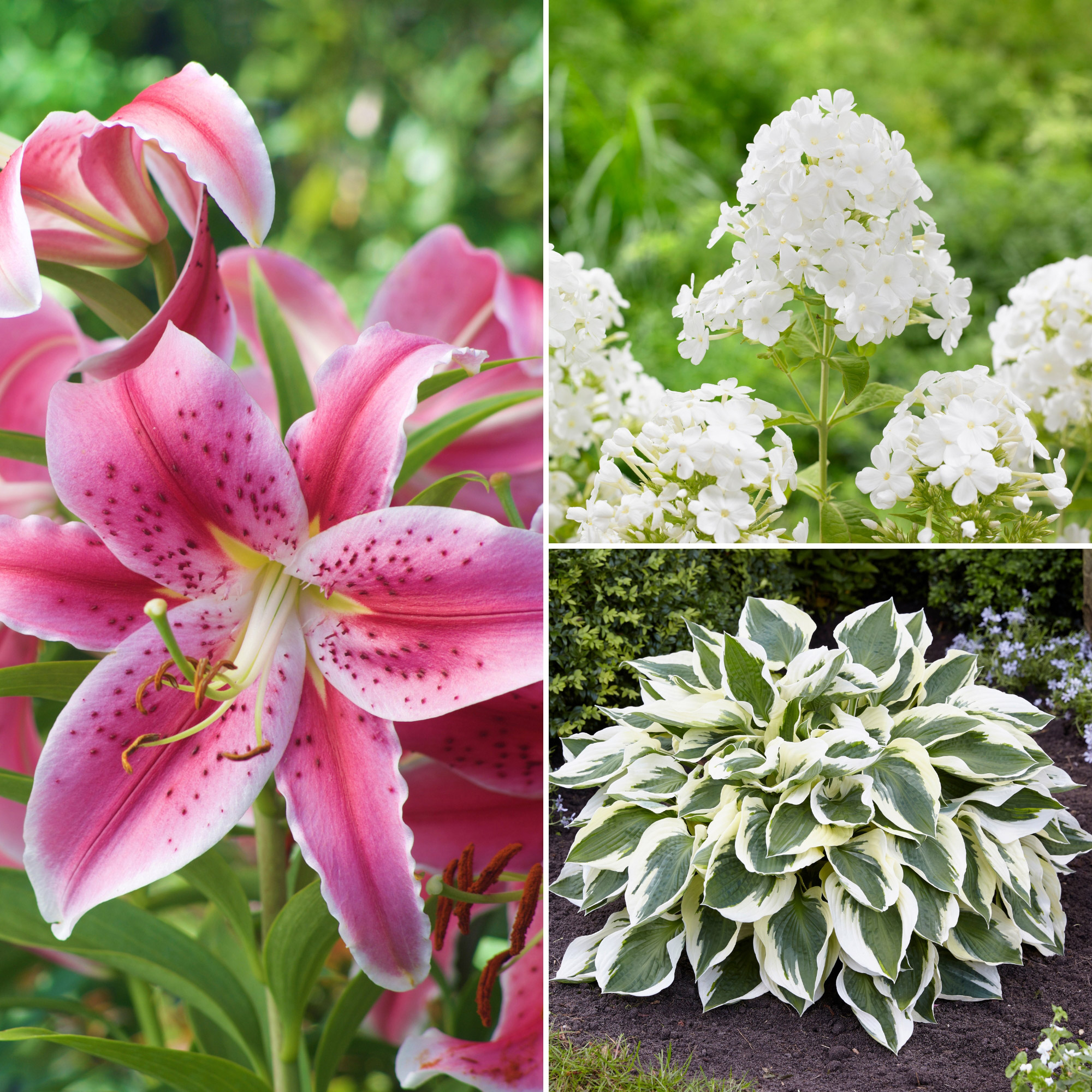 Pre-Order Longfield Gardens Ultimate Flower Collections | Costco