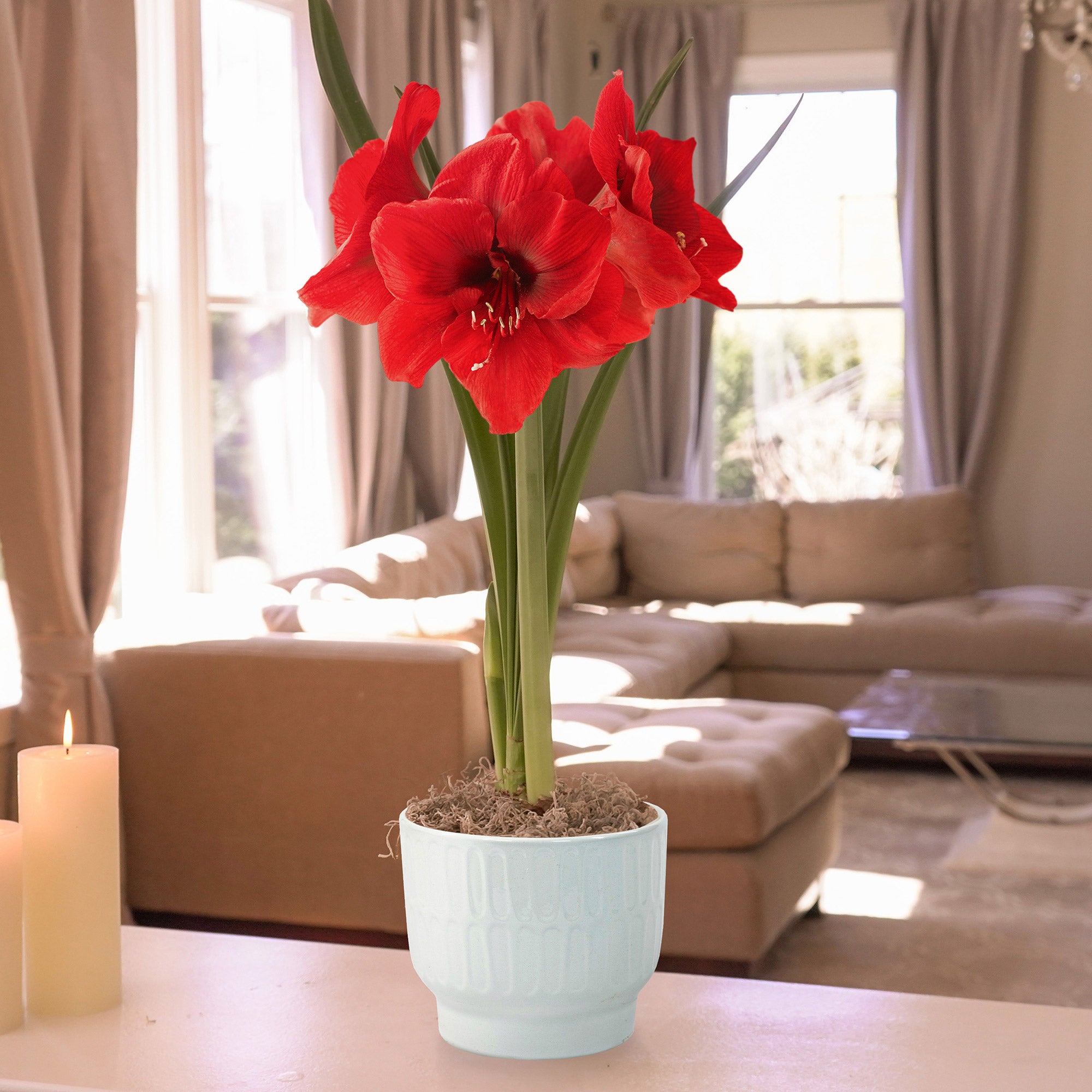 Longfield Gardens Amaryllis Bulb | Costco