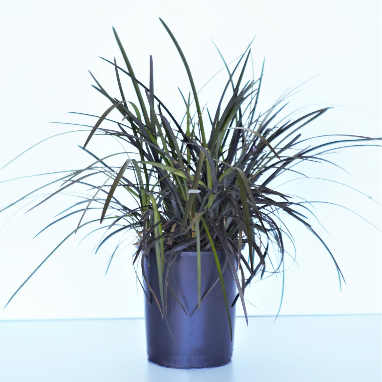 Enlarge Product Preview 3