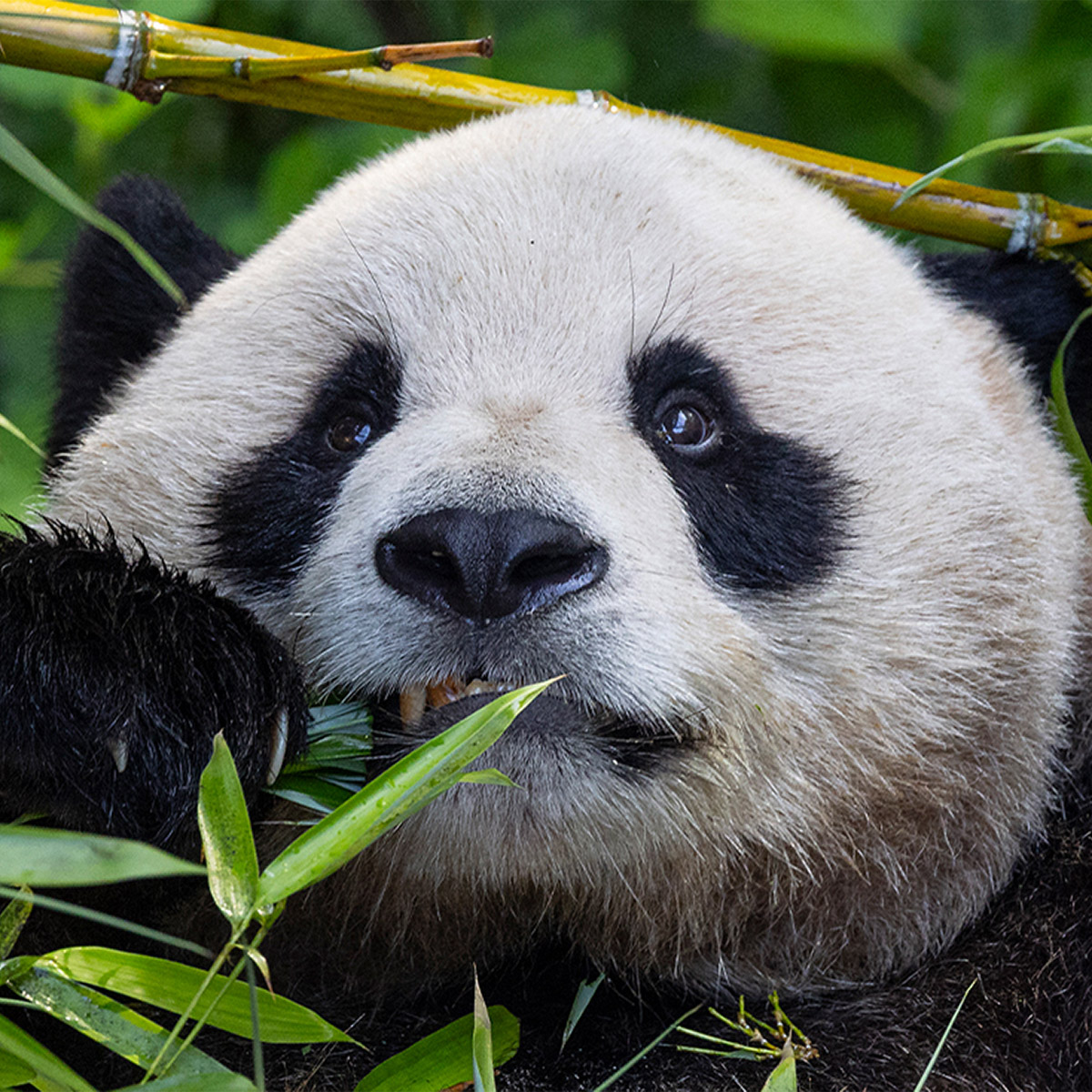 Enlarge Product Preview 3 Successfully Enriched by automation Job.