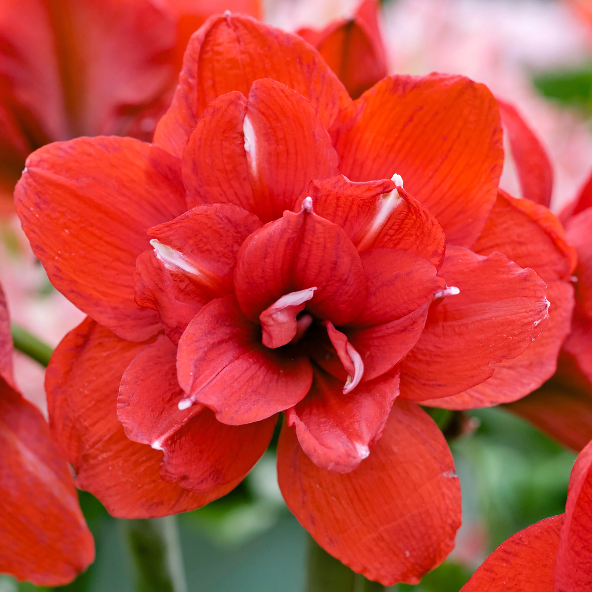 Longfield Gardens Double Flowering Amaryllis  4-bulbs