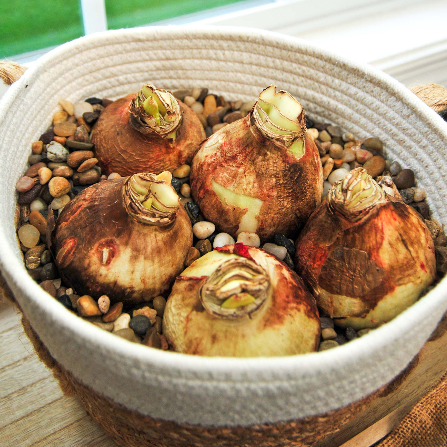 Enlarge Product Preview 4