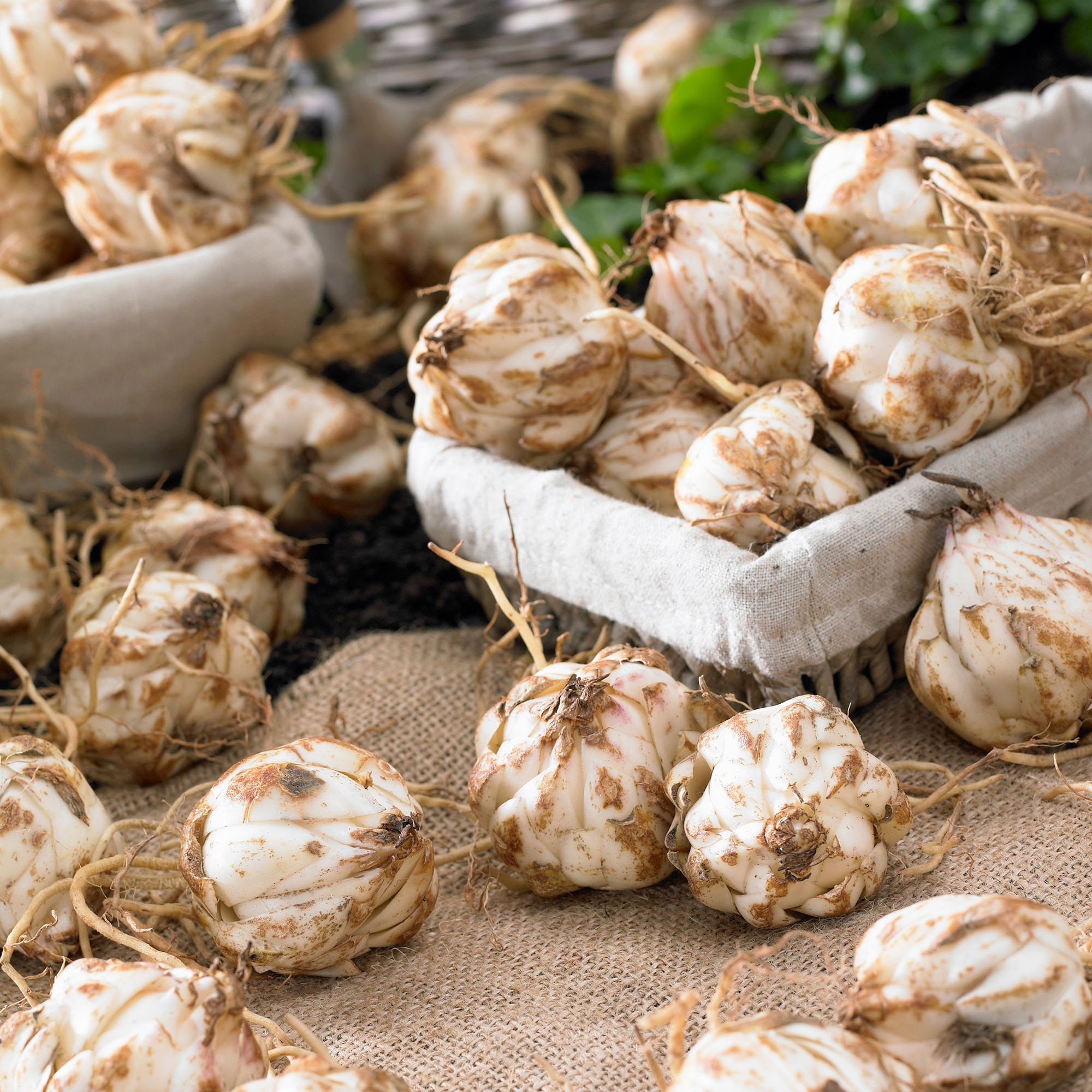 Enlarge Product Preview 12 Successfully Enriched by automation Job.