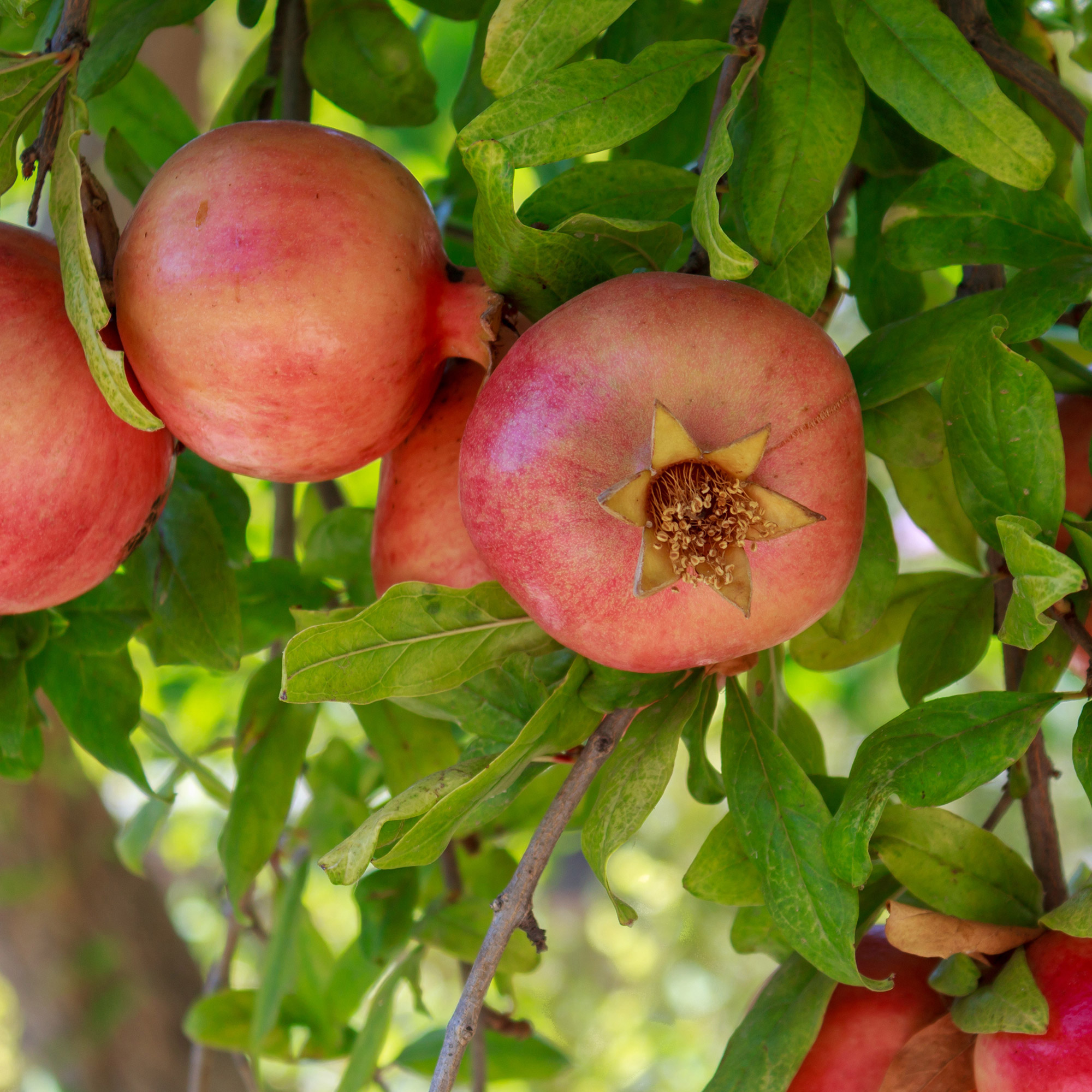 Enlarge Product Preview 7