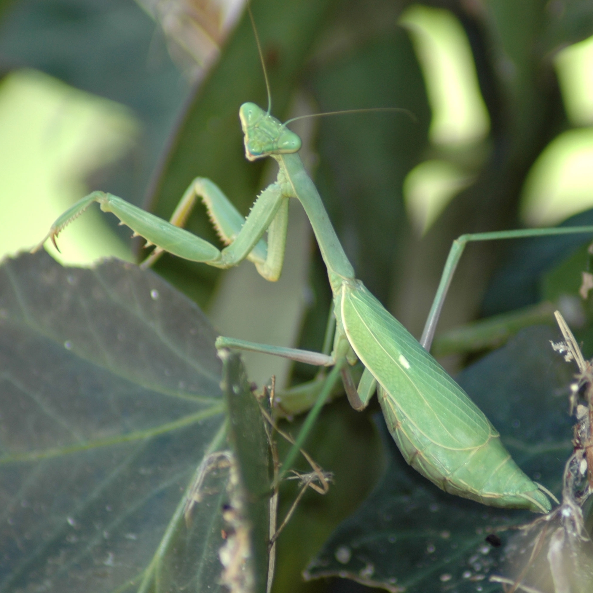 Praying Mantis Natural Insect Control Egg Case