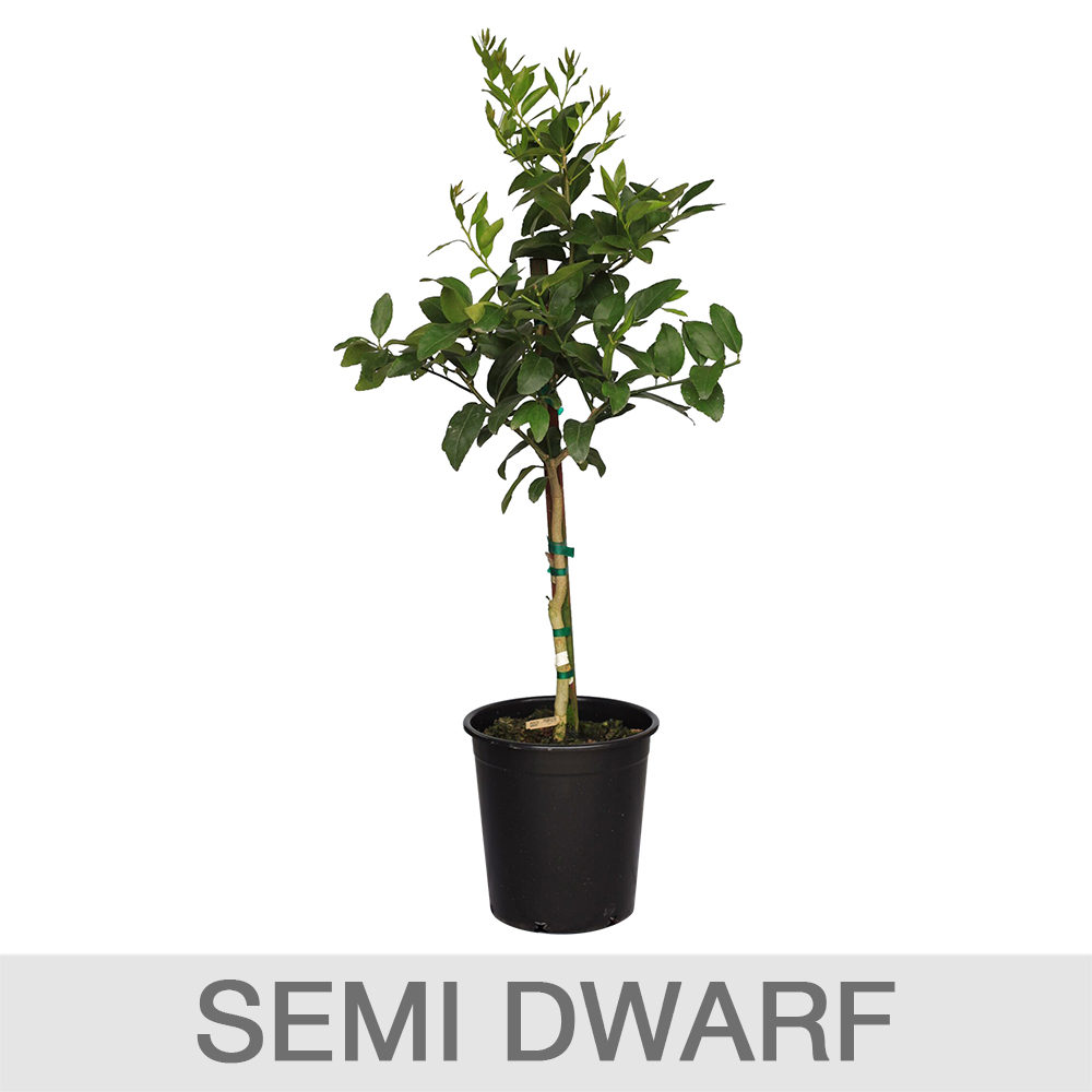 Enlarge Product Preview 3