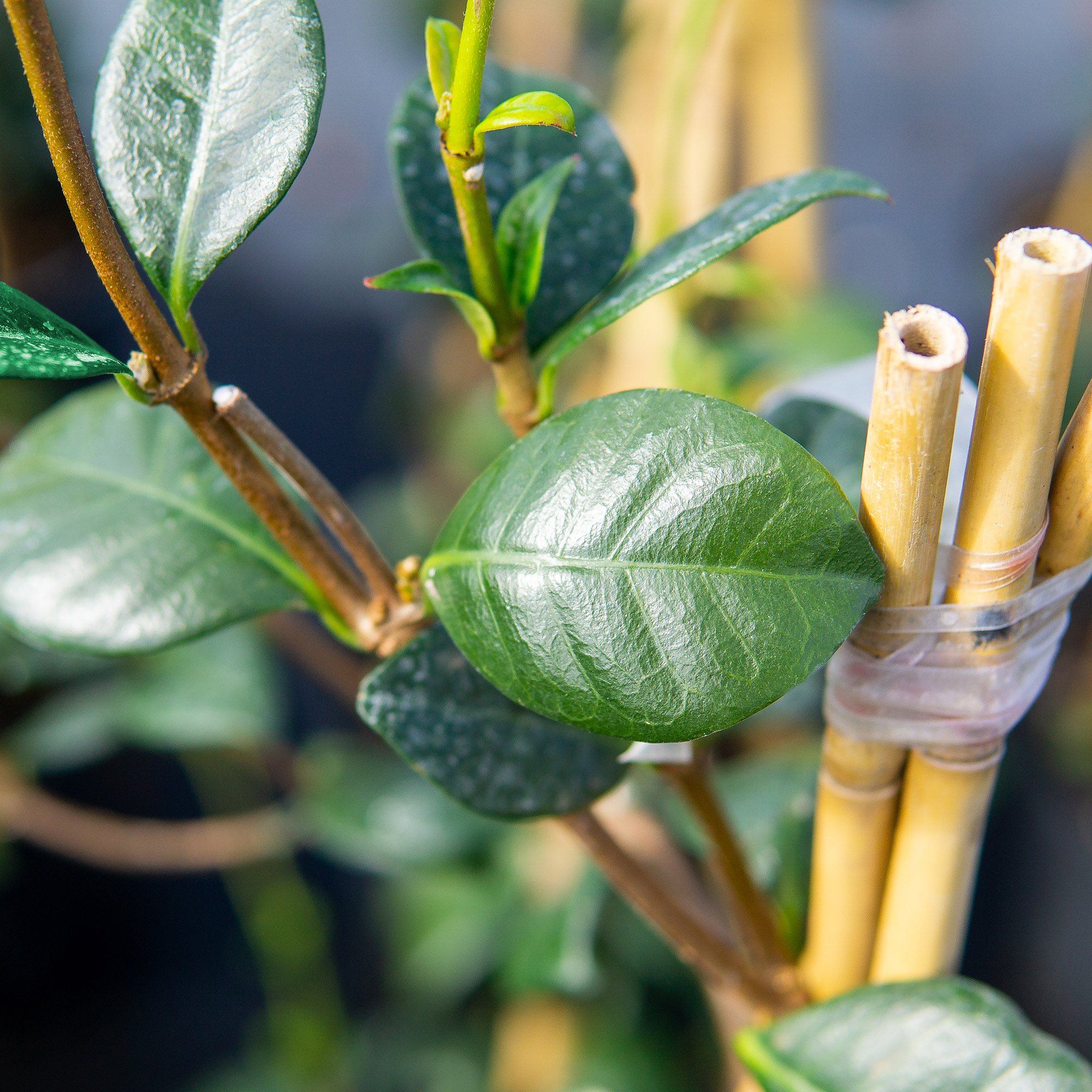 Enlarge Product Preview 6