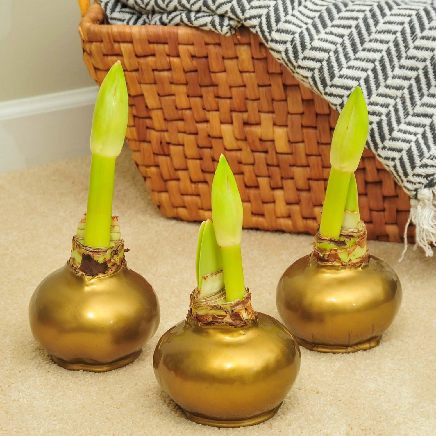 Enlarge Product Preview 4