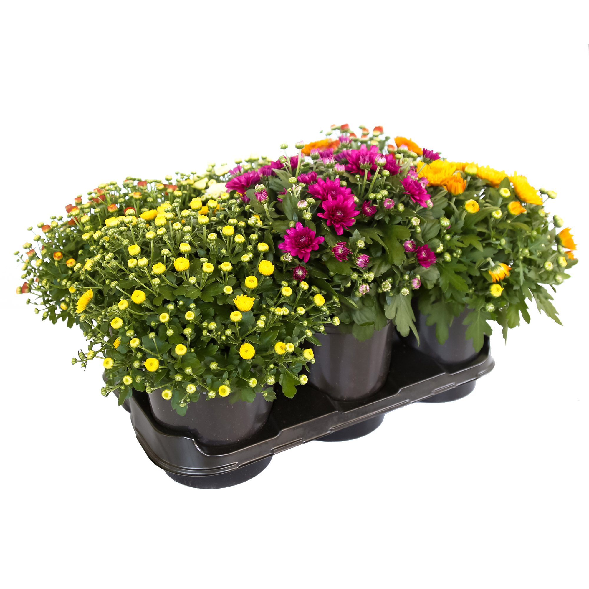 Enlarge Product Preview 2