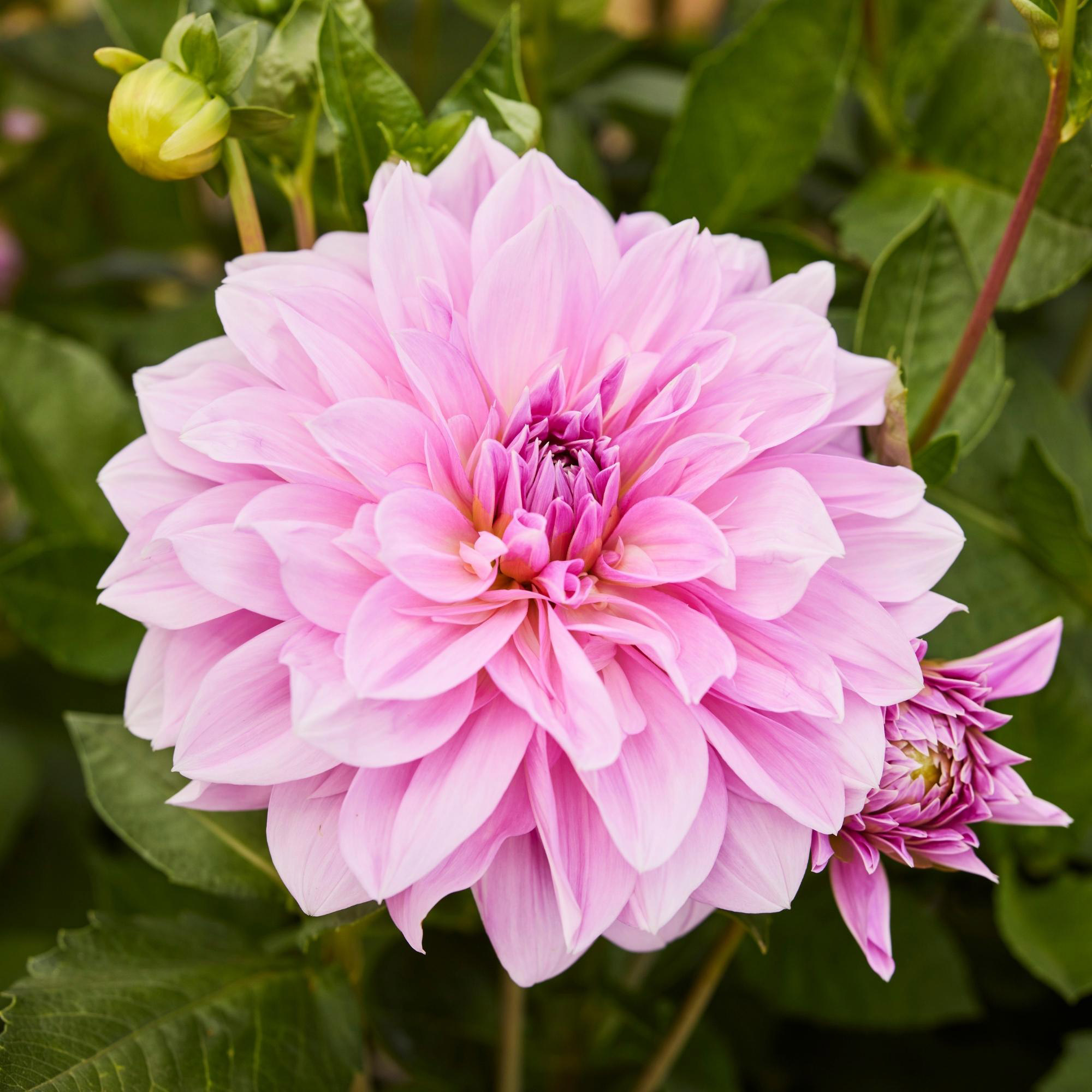 Enlarge Product Preview 2