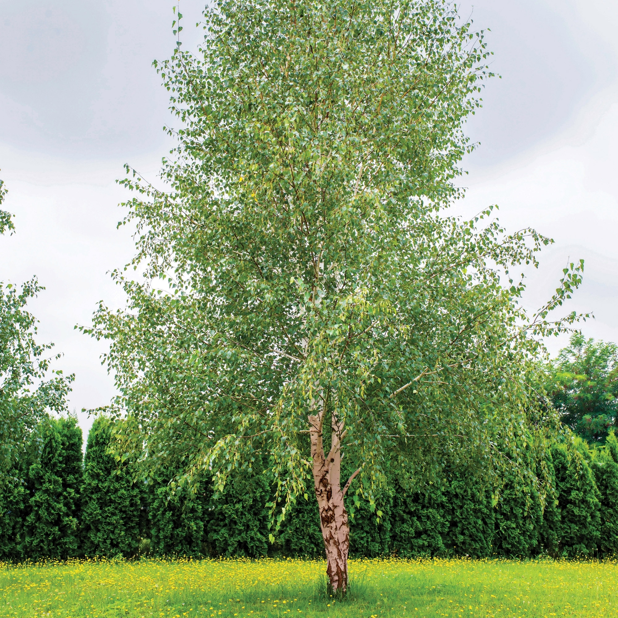 Enlarge Product Preview 2