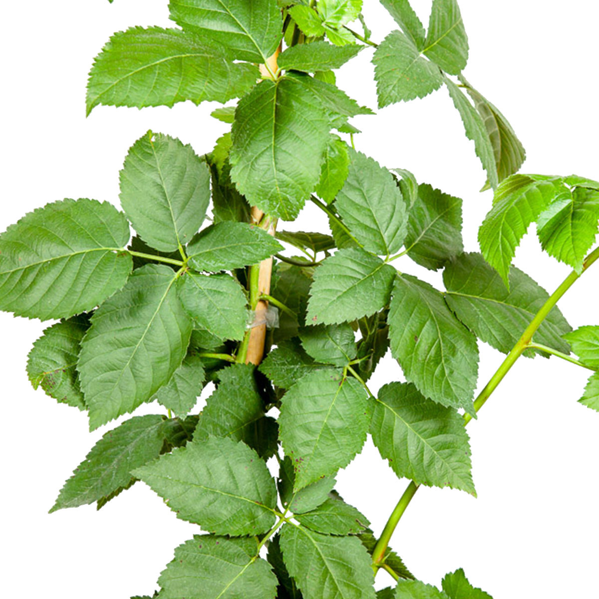 Enlarge Product Preview 5