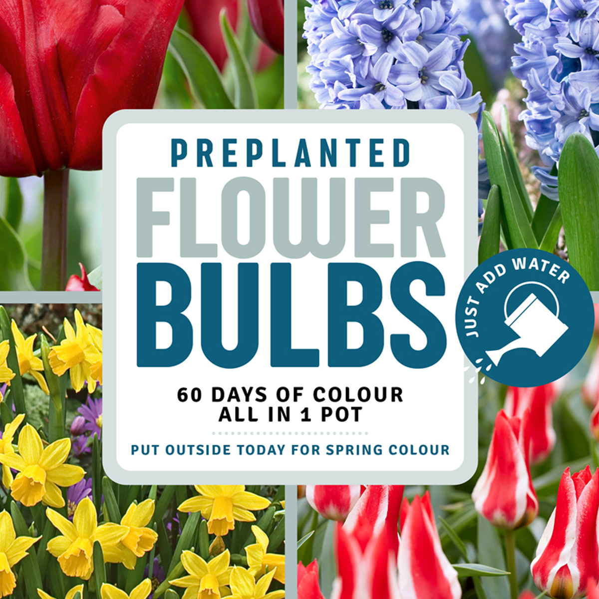 Fall Preplanted Bulb - 60 Days of Color | Costco