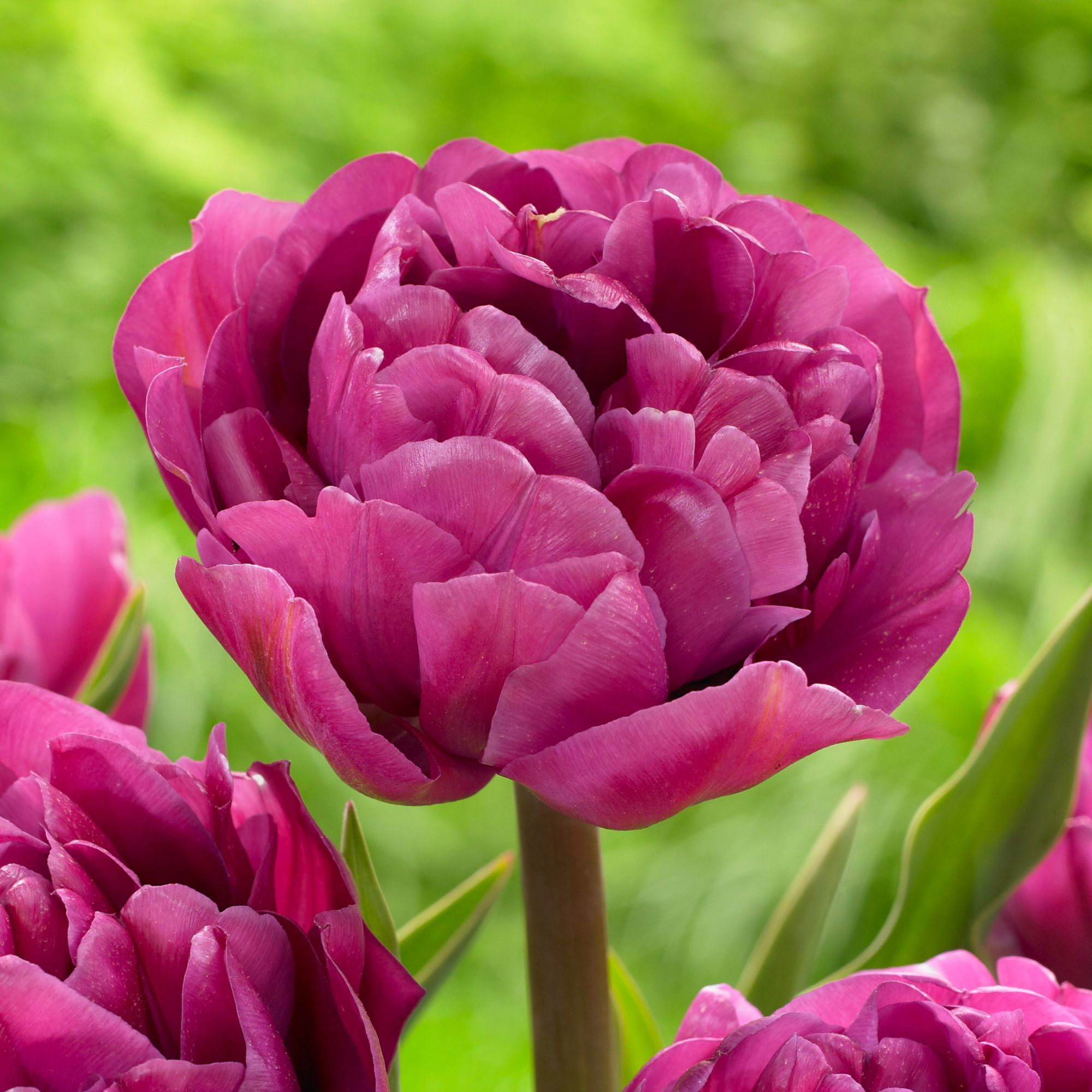 Enlarge Product Preview 7