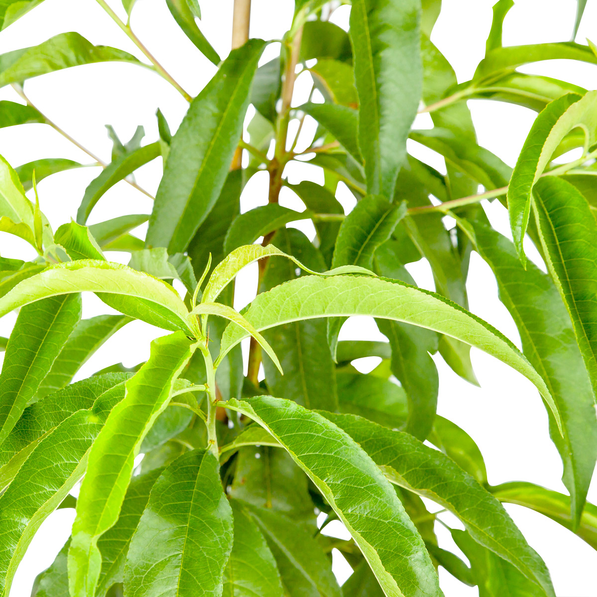 Enlarge Product Preview 3