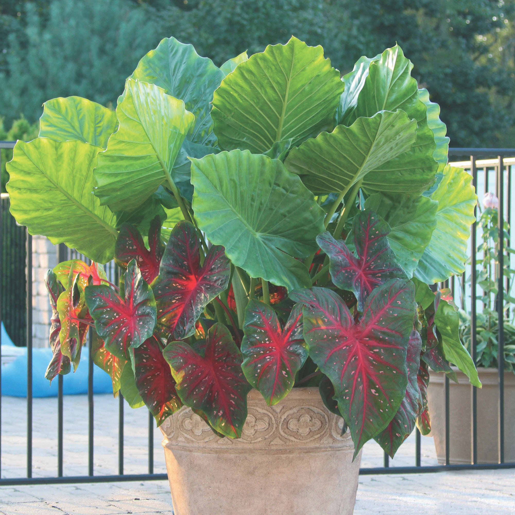 Longfield Gardens Shade Loving Container Collection - Thumbnail 5