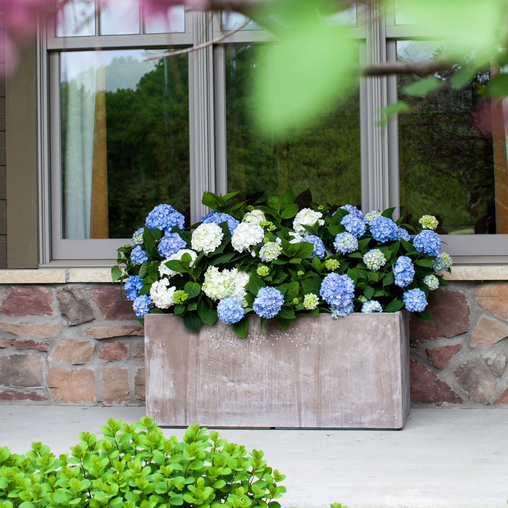 Hydrangea4937　1003 Hydrangea Paniculata Bombshell Panicle Hydrangea | SiteOne US