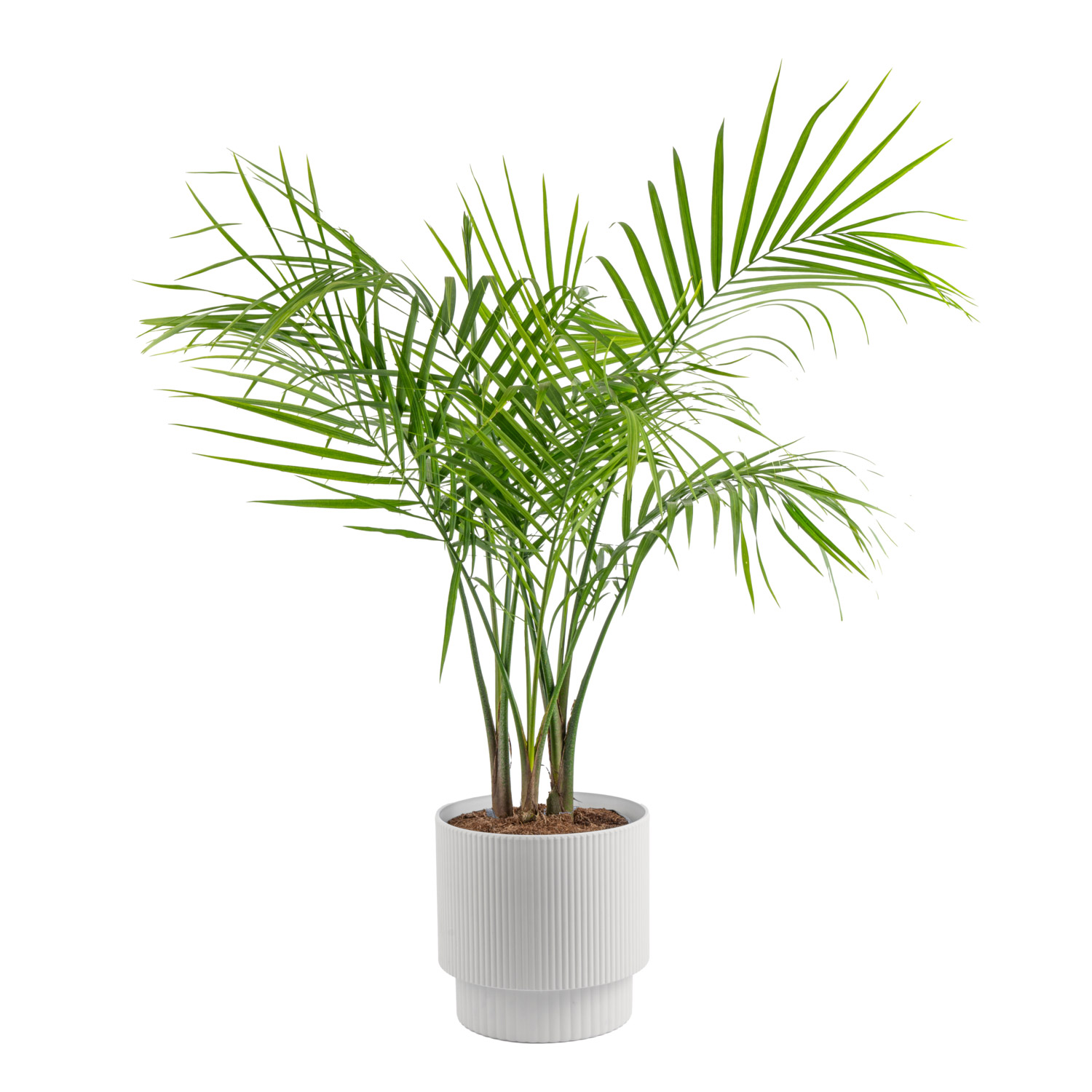 Costa Farms Majesty Palm Tree  Houseplant in Decor Planter