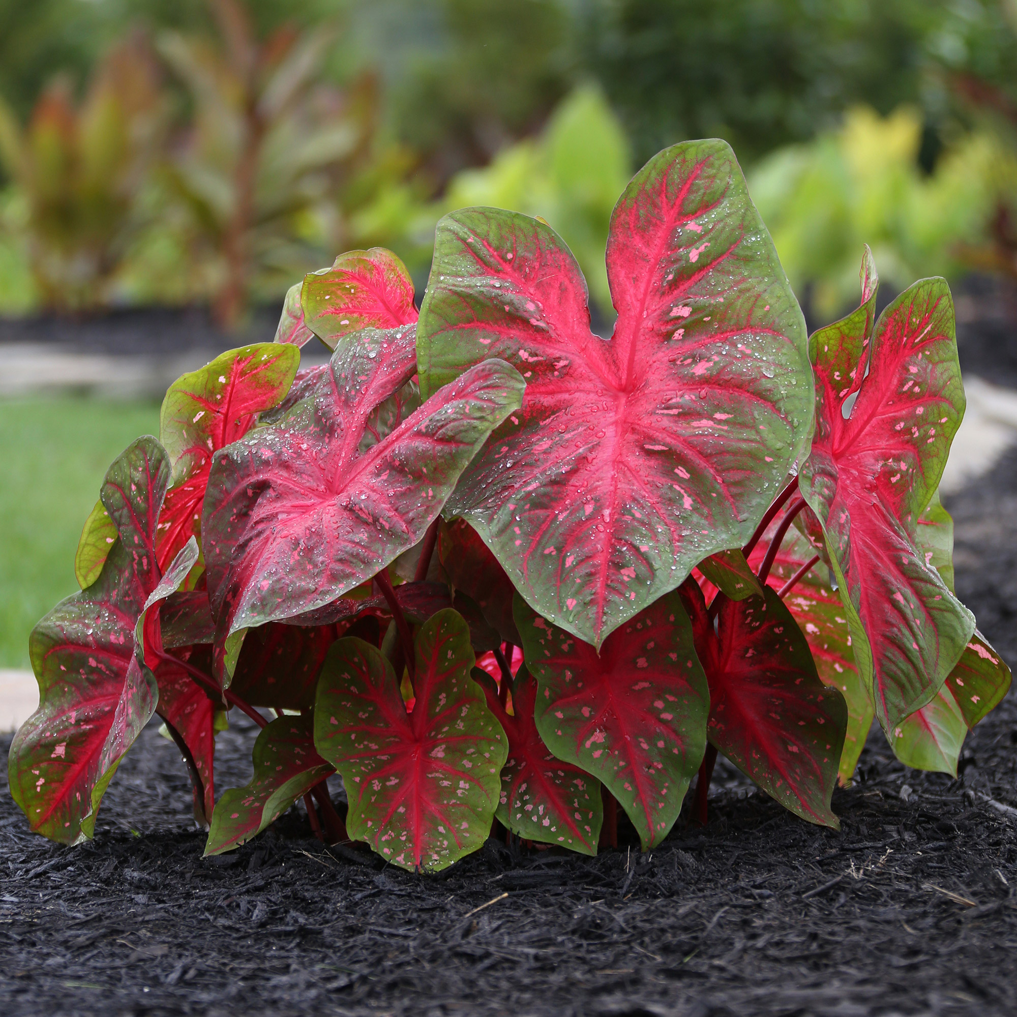 Longfield Gardens Shade Loving Container Collection - Thumbnail 2